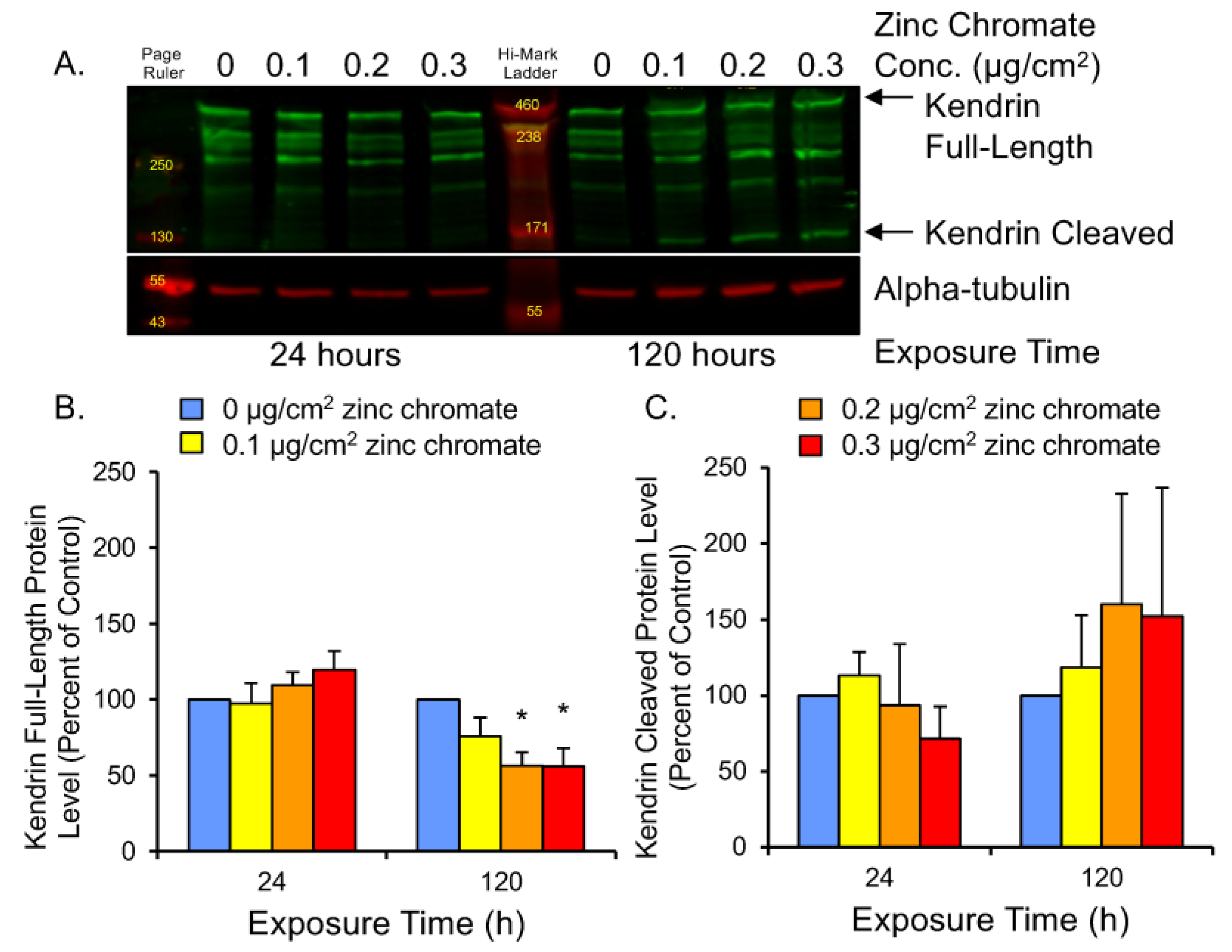 IJMS | Free Full-Text | Hexavalent Chromium Targets Securin To Drive ...