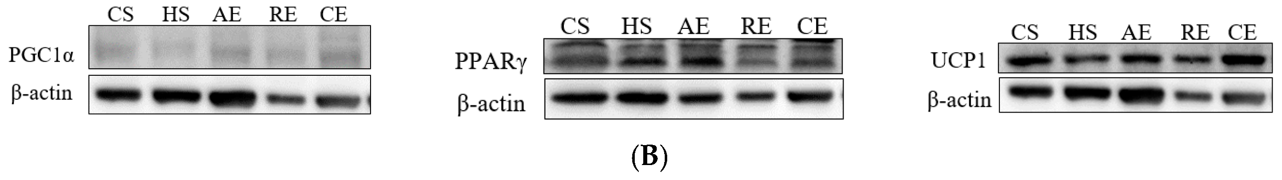 Ijms 25 00275 g005b