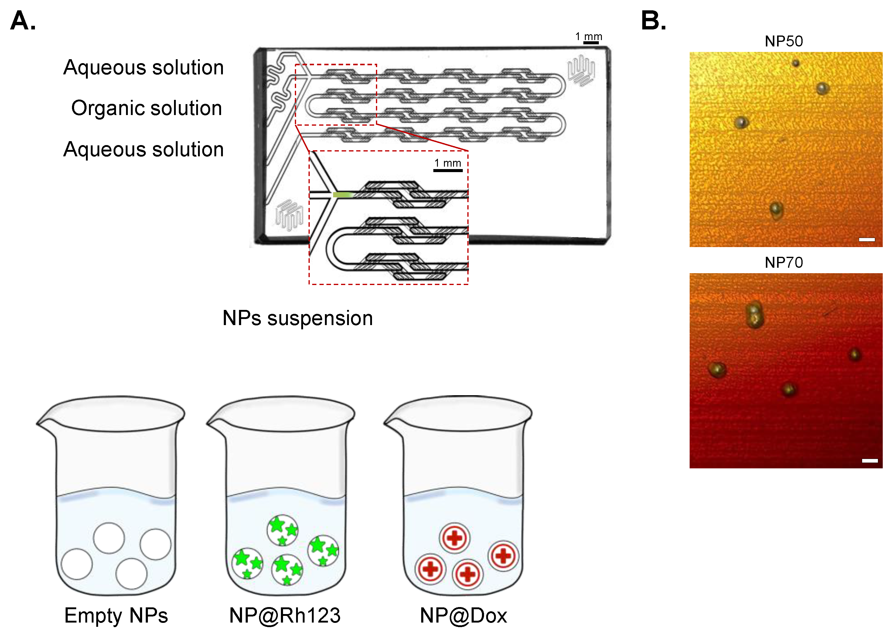 https://www.mdpi.com/ijms/ijms-25-00312/article_deploy/html/images/ijms-25-00312-g001.png