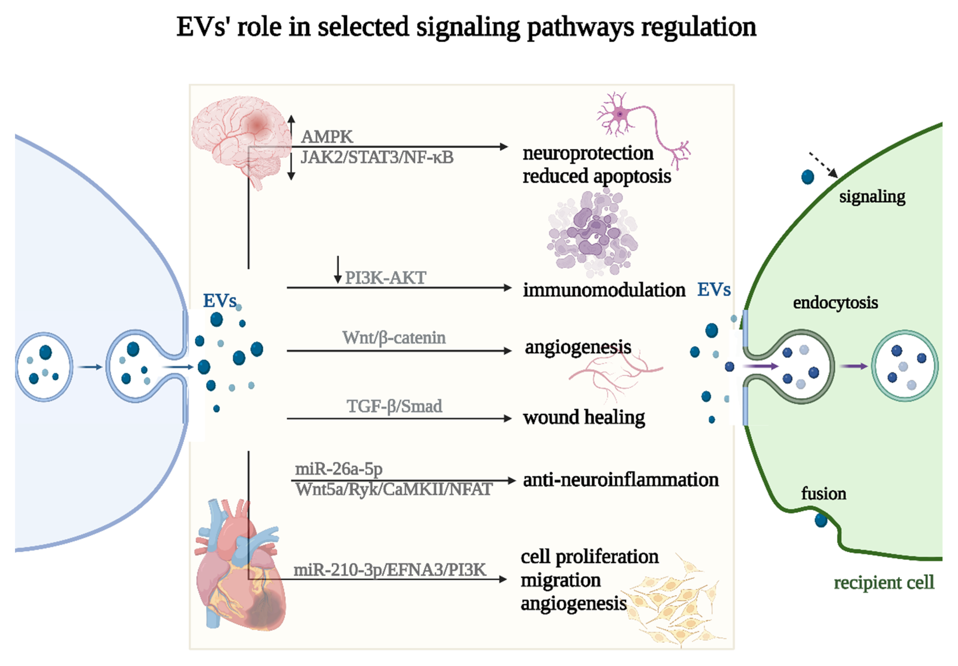 Ijms 25 00388 g005 Ijms 25 00388 g005