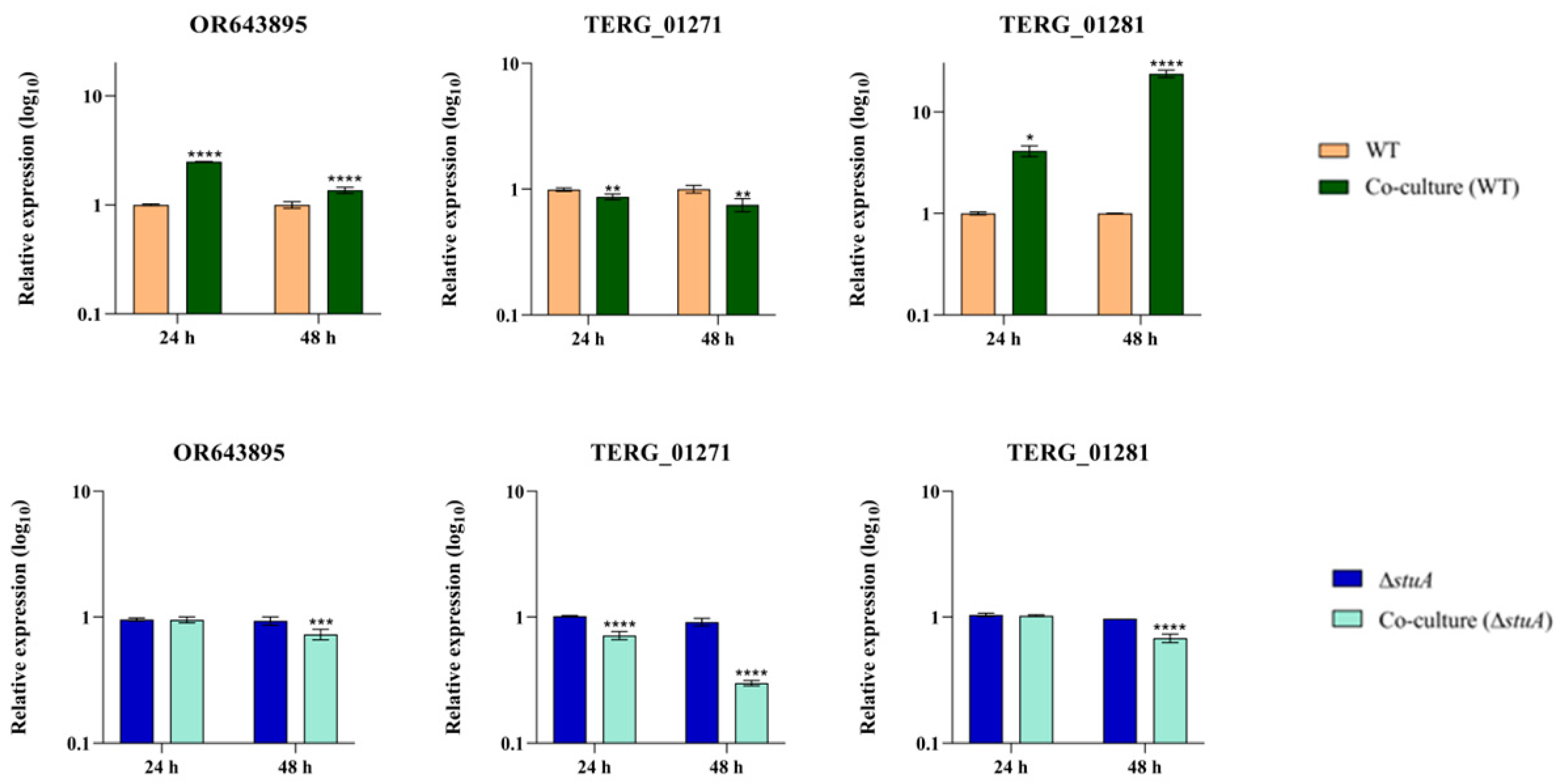 IJMS | Free Full-Text | The Transcription Factor StuA Regulates the ...