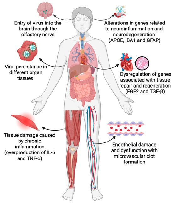 IJMS | Free Full-Text | Long COVID: Molecular Mechanisms and Detection ...