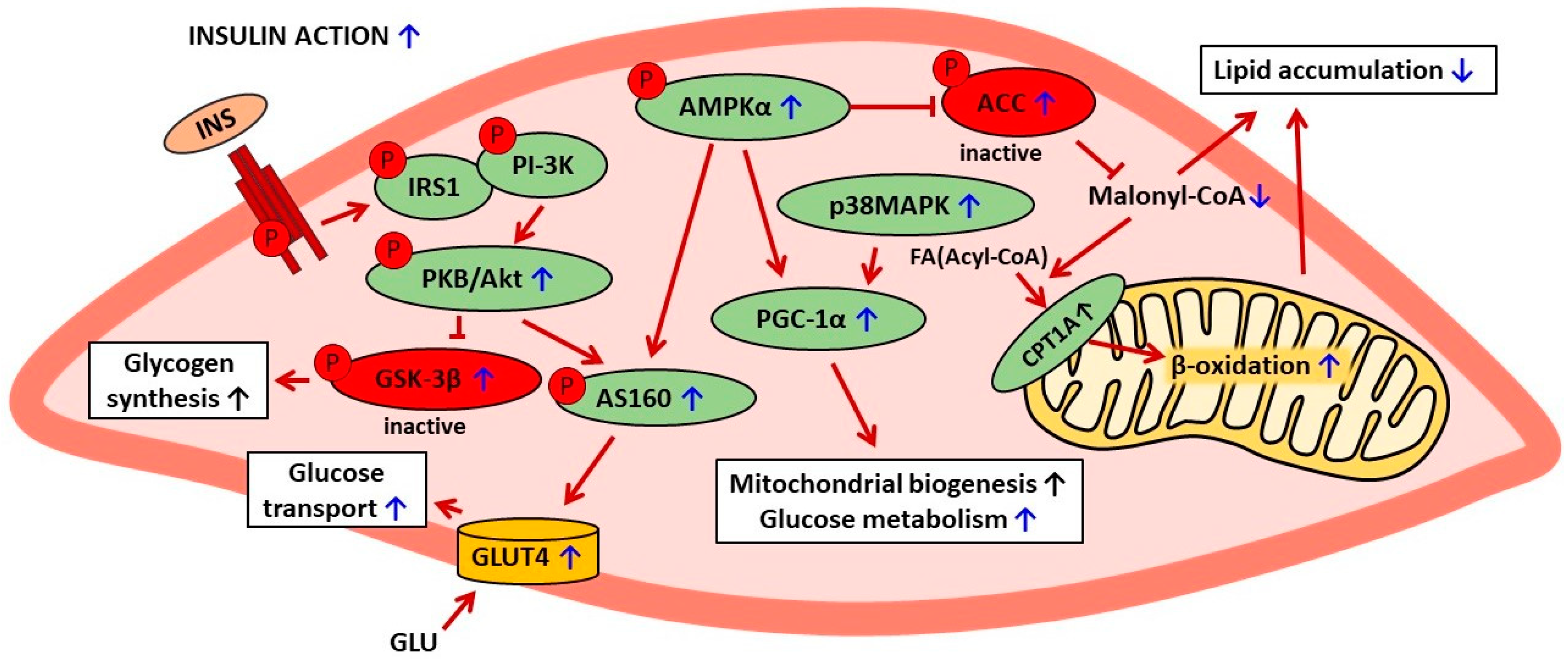 Ijms 25 00431 g002 Ijms 25 00431 g002