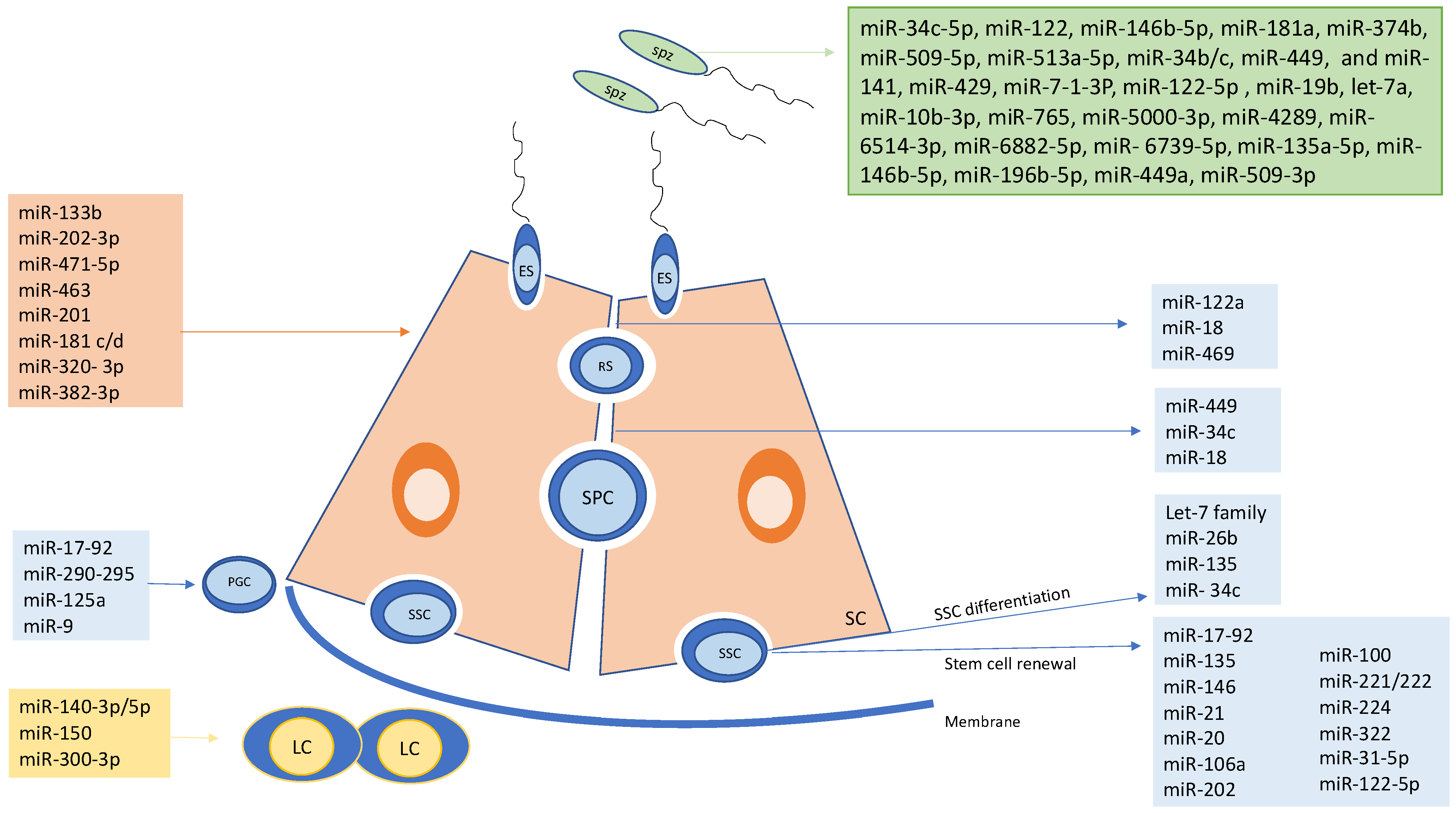 IJMS Free Full Text The Role of microRNA in Spermatogenesis