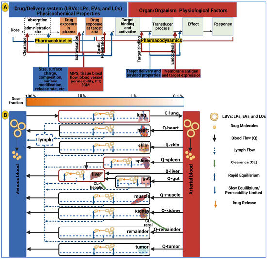 IJMS Free Full Text Unraveling the Multifaceted Roles of