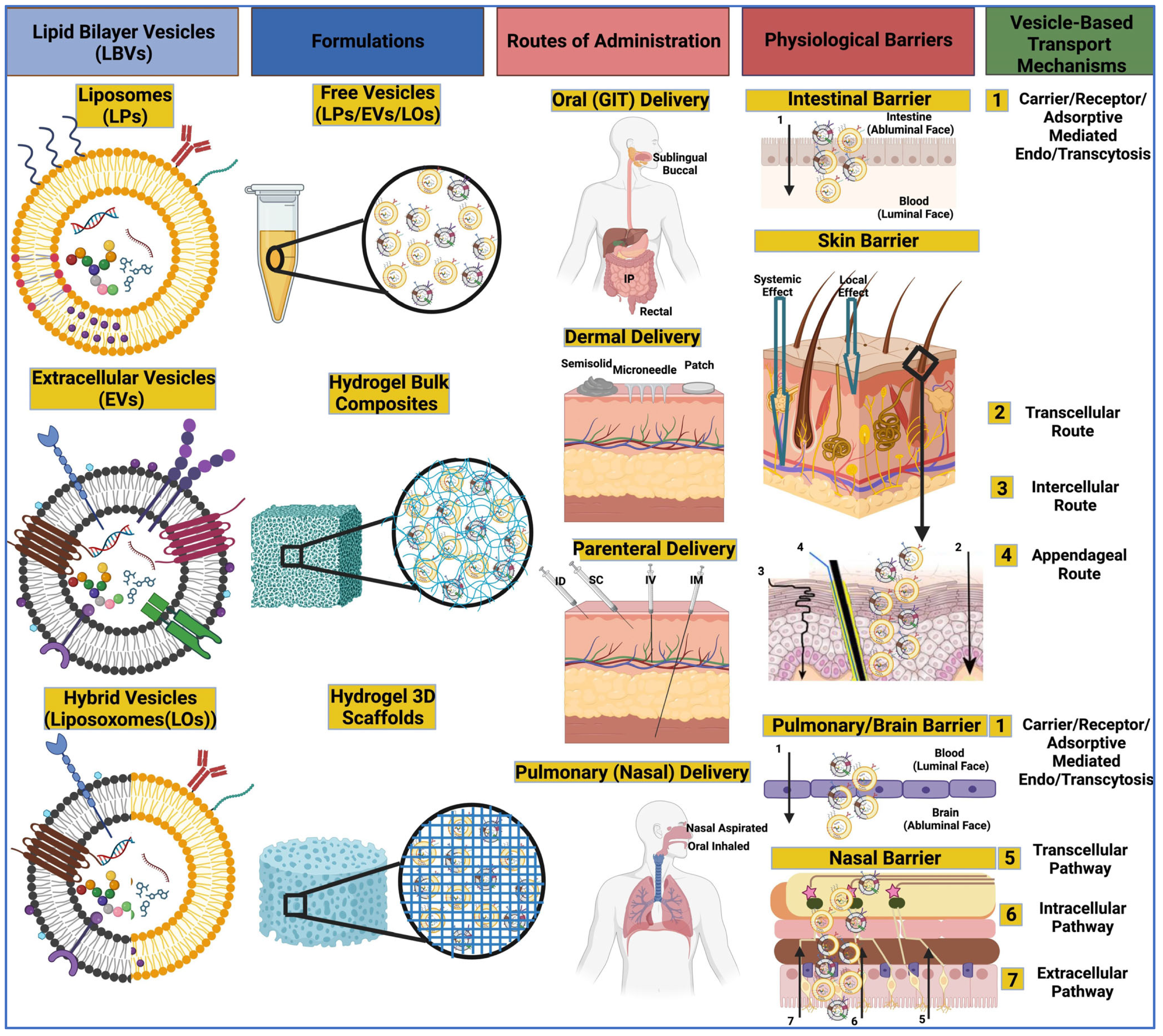 IJMS Free Full Text Unraveling the Multifaceted Roles of