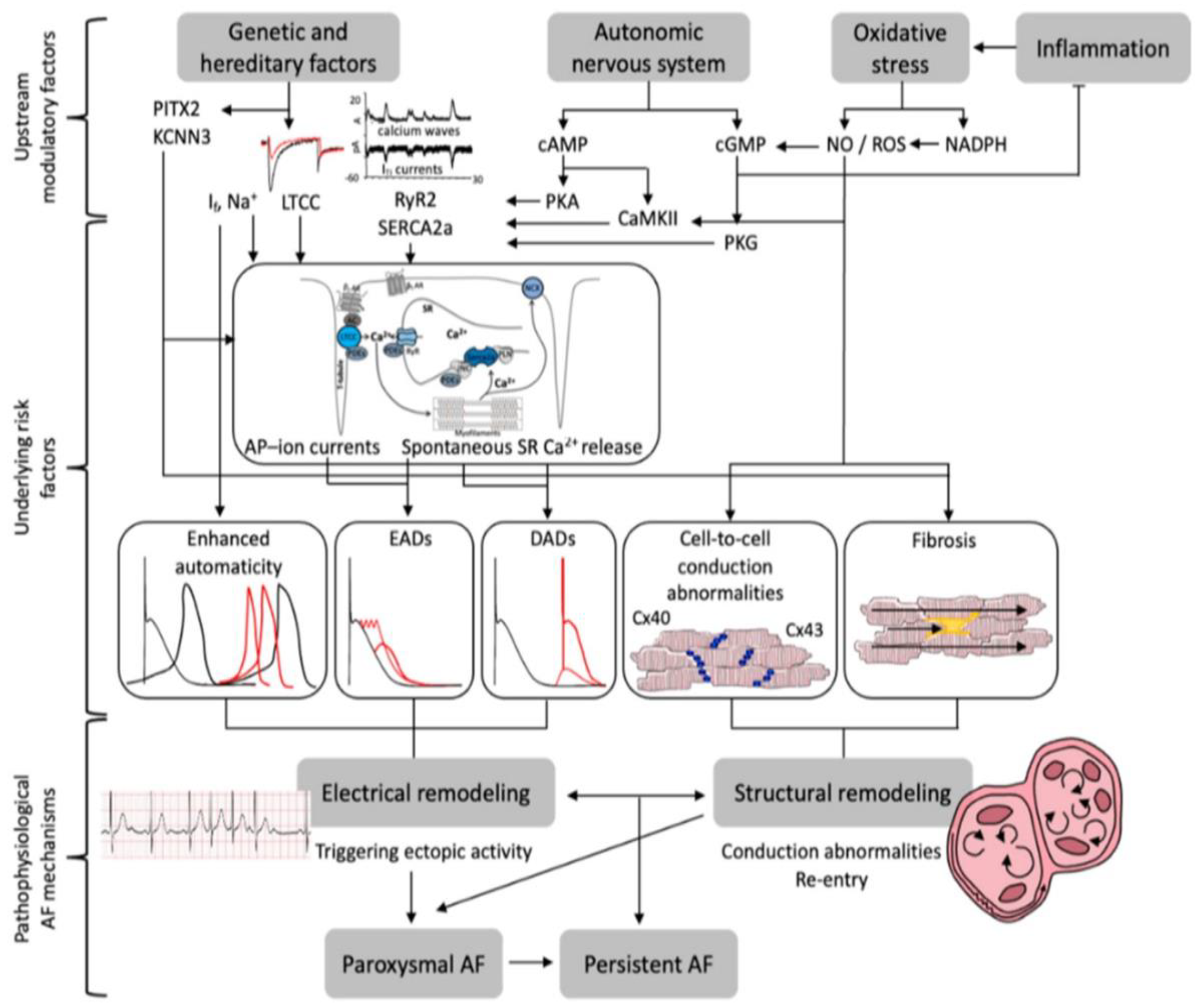 Coagulation Clotting Mechanisms - Circulatory System - MCAT Content