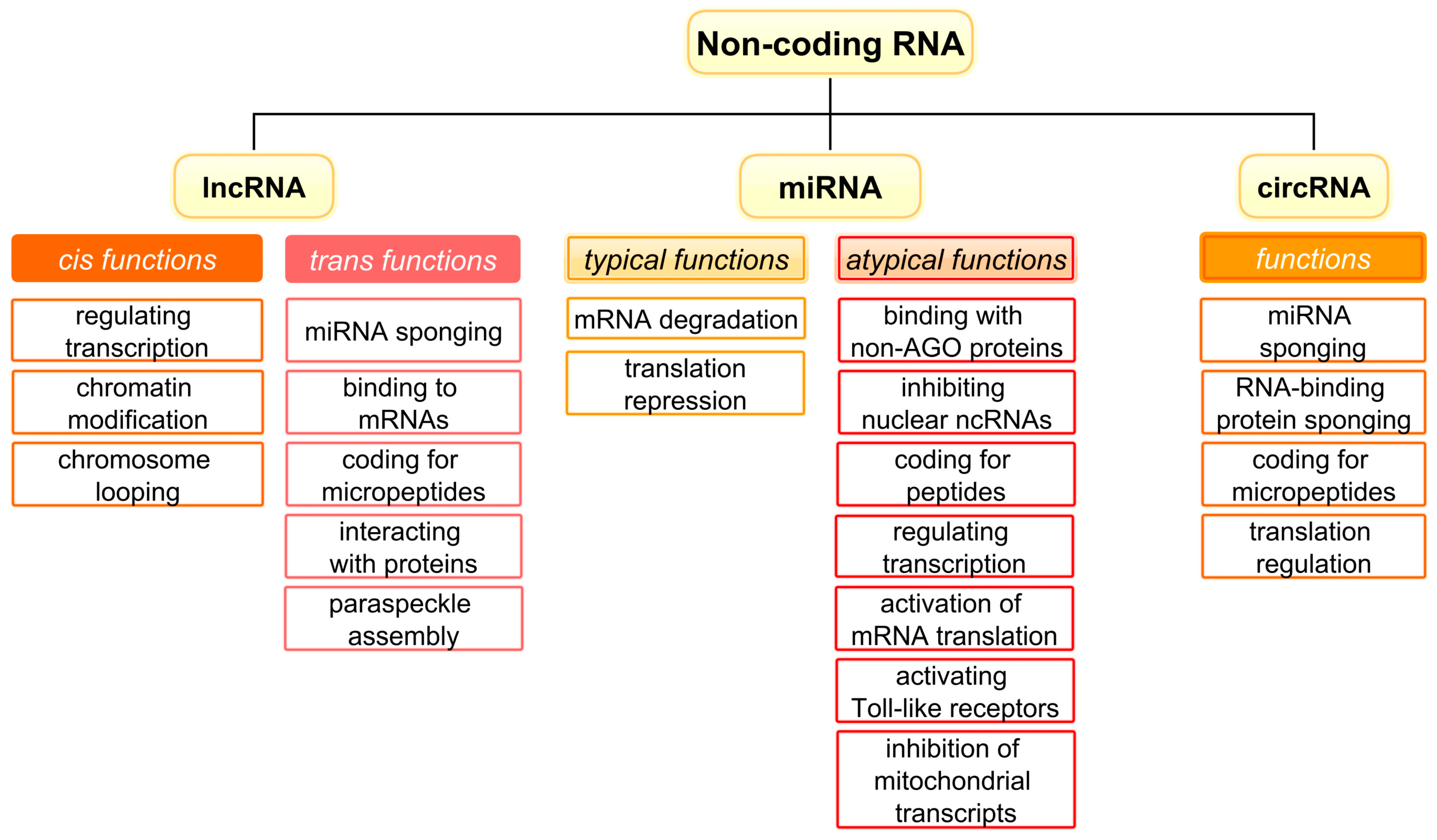 IJMS | Free Full-Text | Non-Coding RNAs as Key Regulators in Lung 