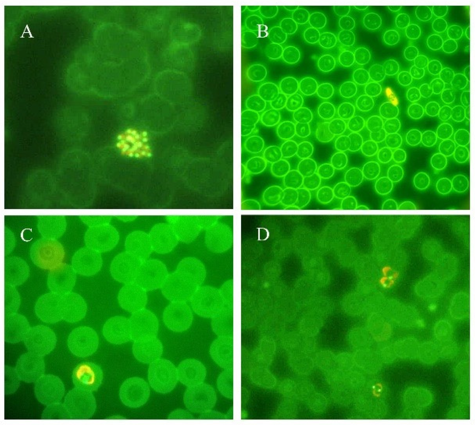 Ijms 25 00695 g002 Ijms 25 00695 g002