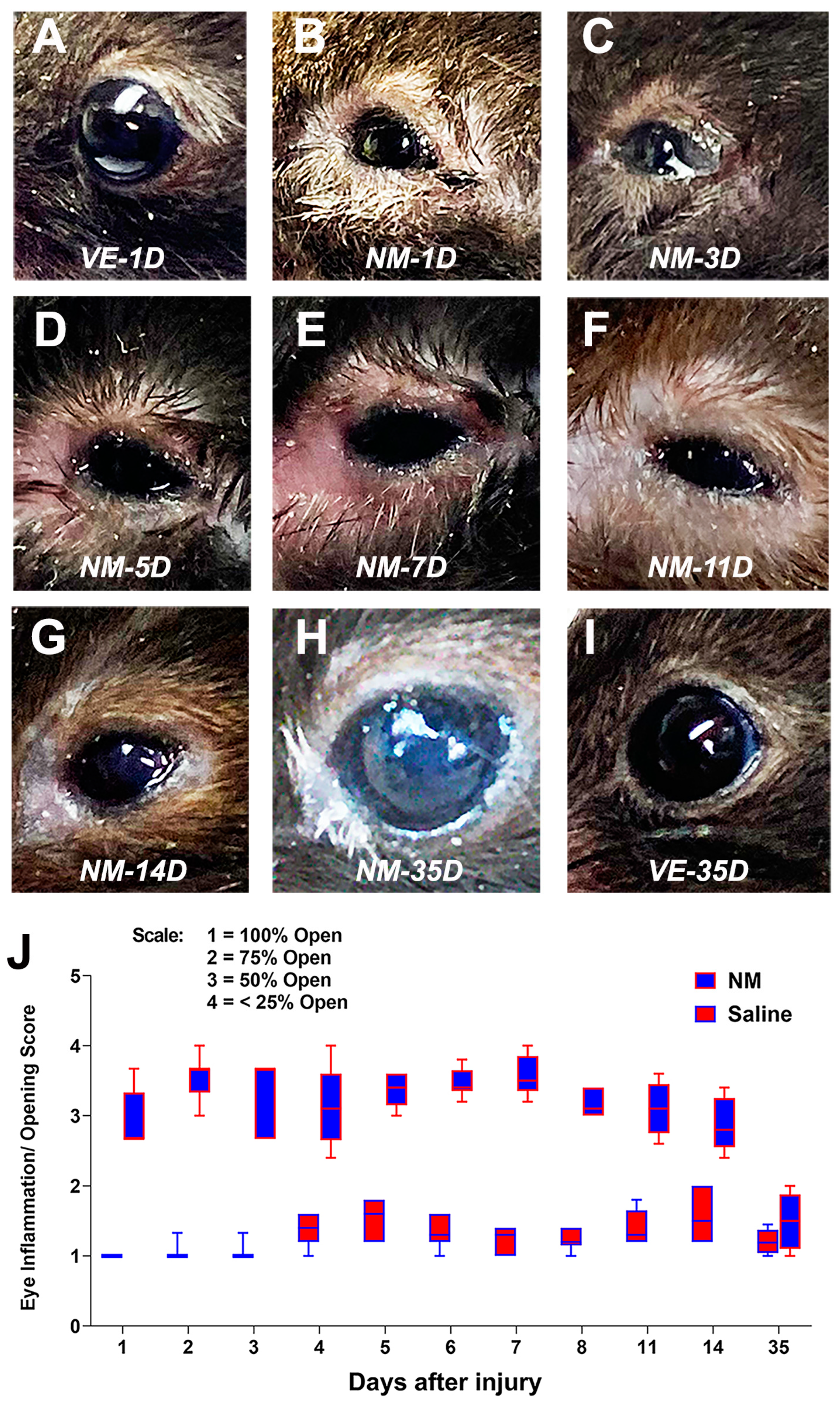 IJMS | Free Full-Text | Mouse Model of Nitrogen Mustard Ocular