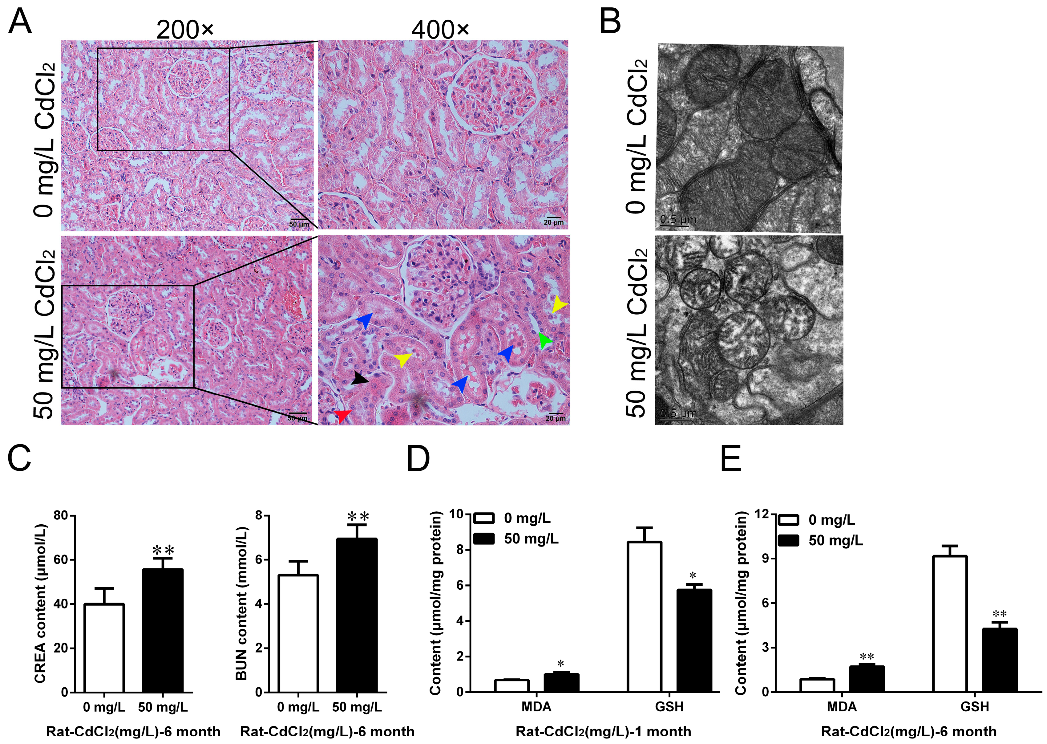 IJMS | Free Full-Text | Cadmium Induces Kidney Iron Deficiency and