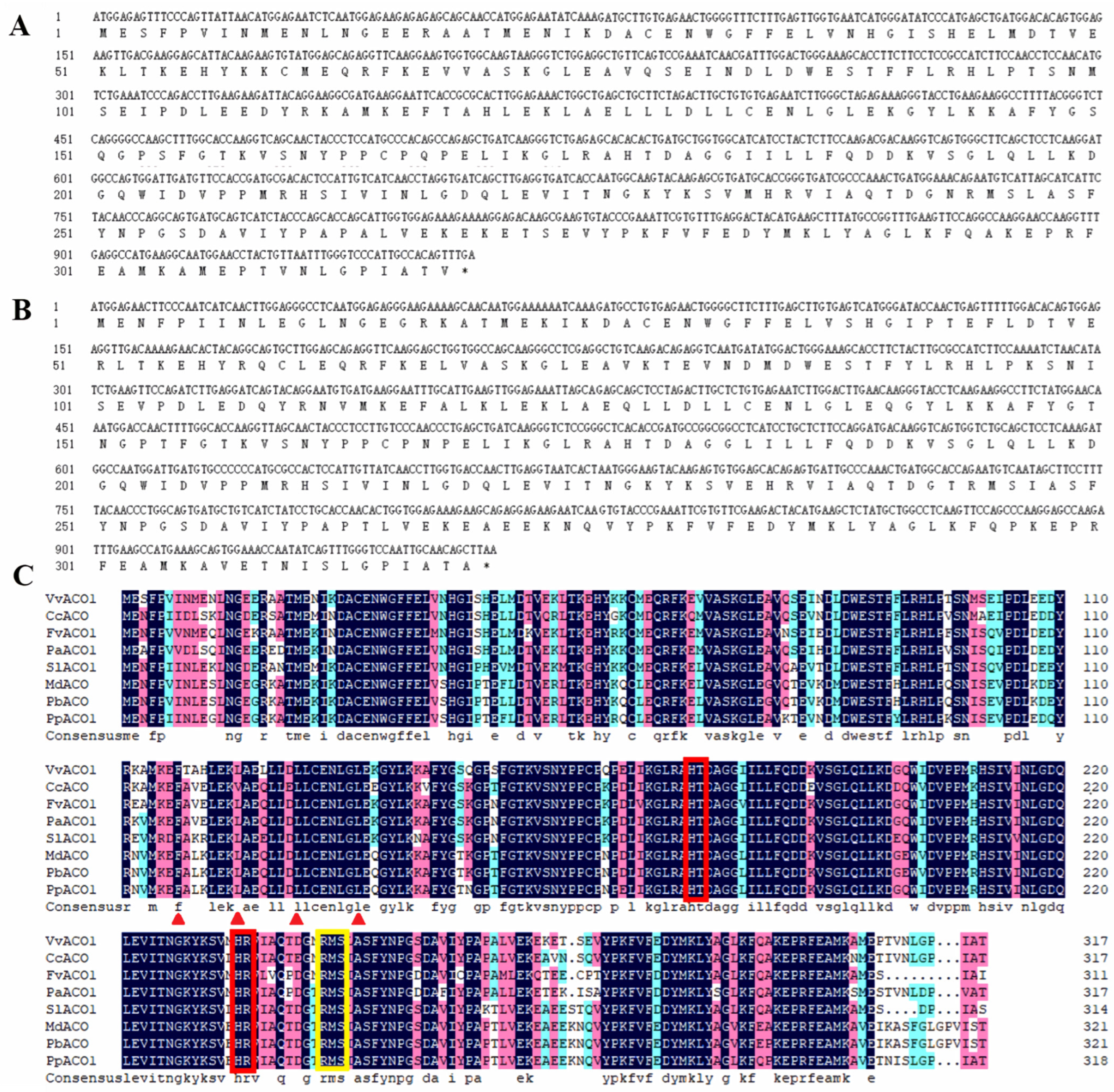 IJMS | Free Full-Text | Characterization and Potential Action Mode  Divergences of Homologous ACO1 Genes during the Organ Development and  Ripening Process between Non-Climacteric Grape and Climacteric Peach