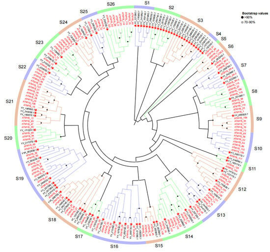 IJMS | Free Full-Text | Genome-Wide Identification And Characterization ...