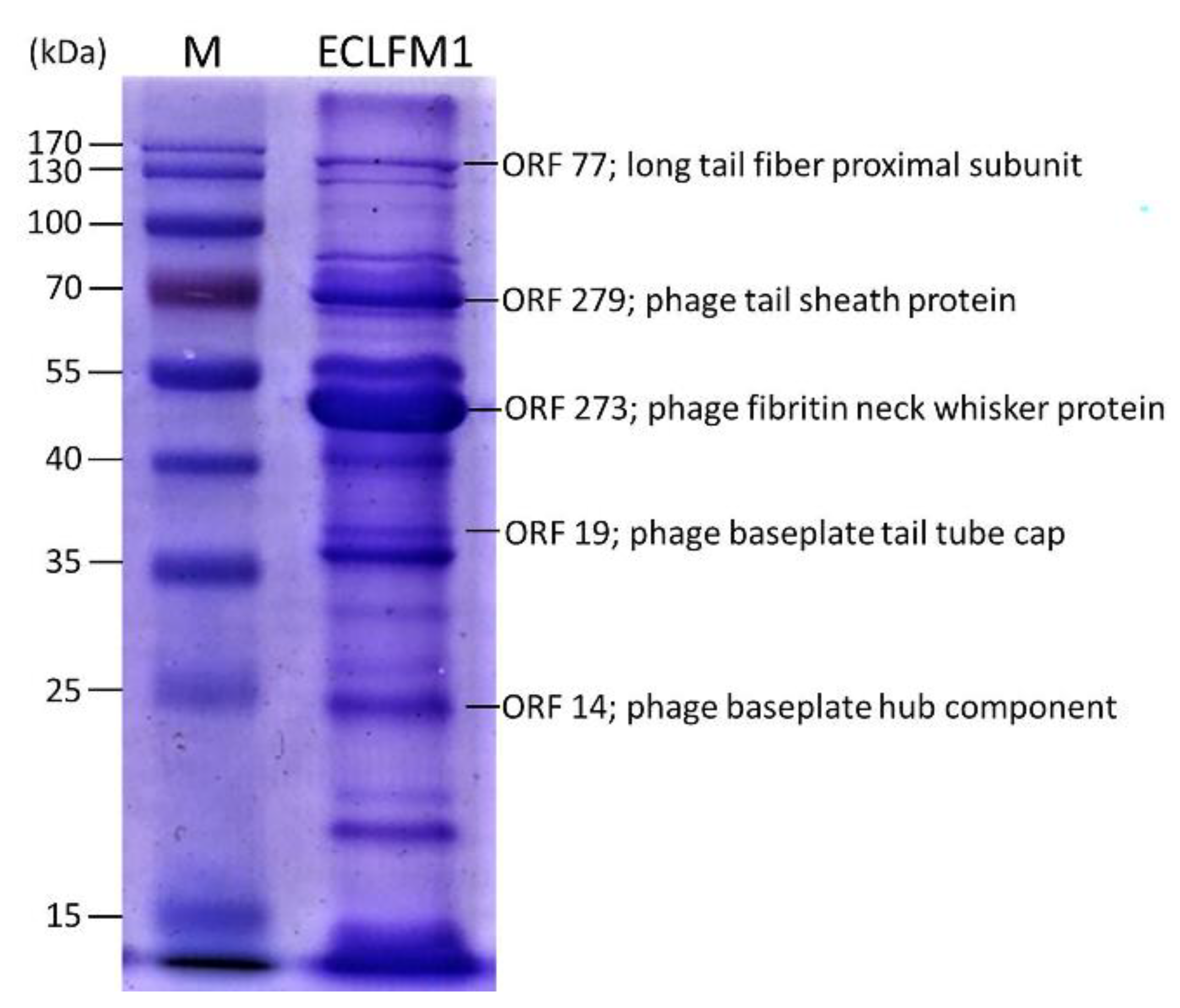 Ijms 25 00854 g008 Ijms 25 00854 g008