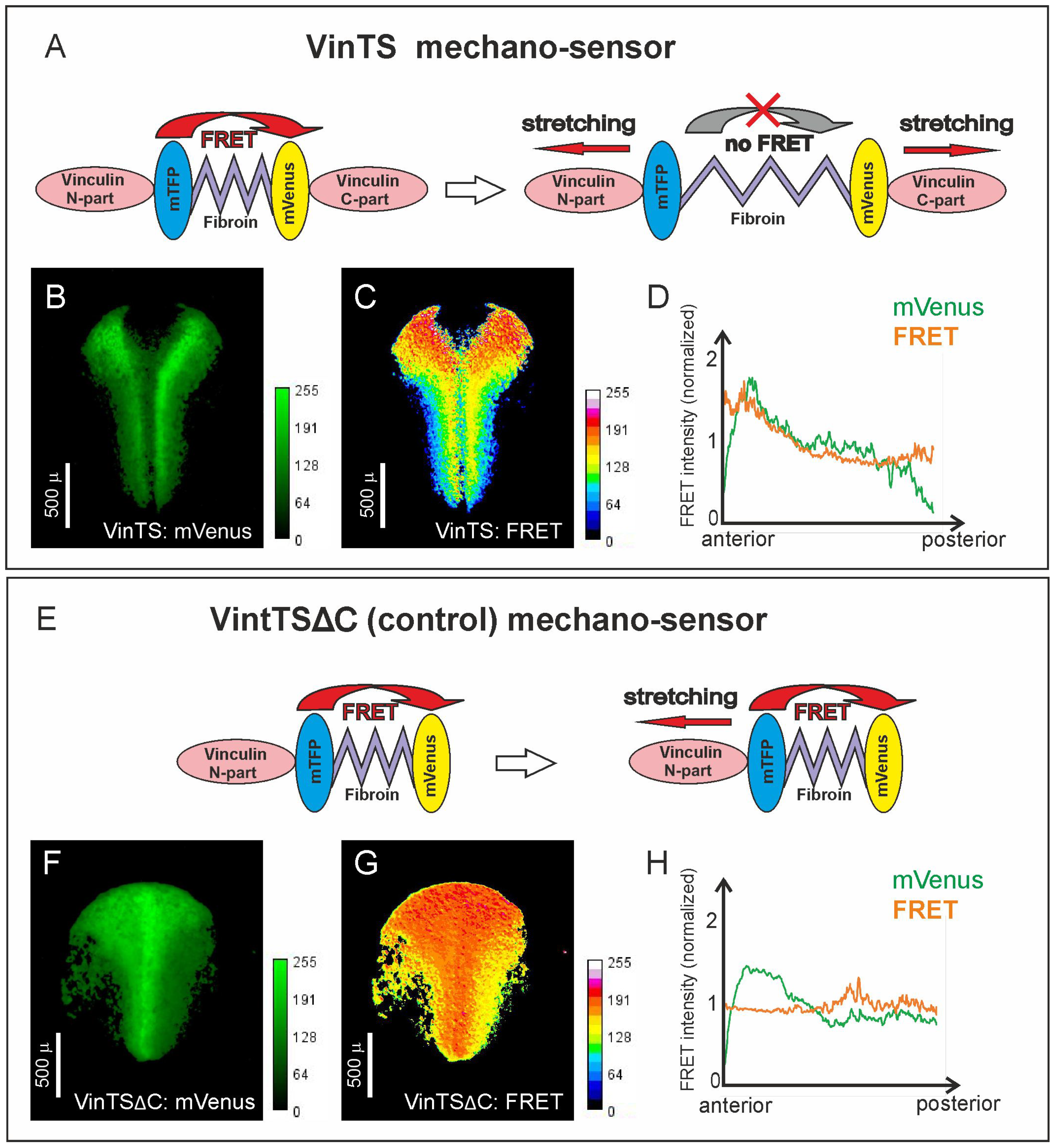 Ijms 25 00870 g001 Ijms 25 00870 g001