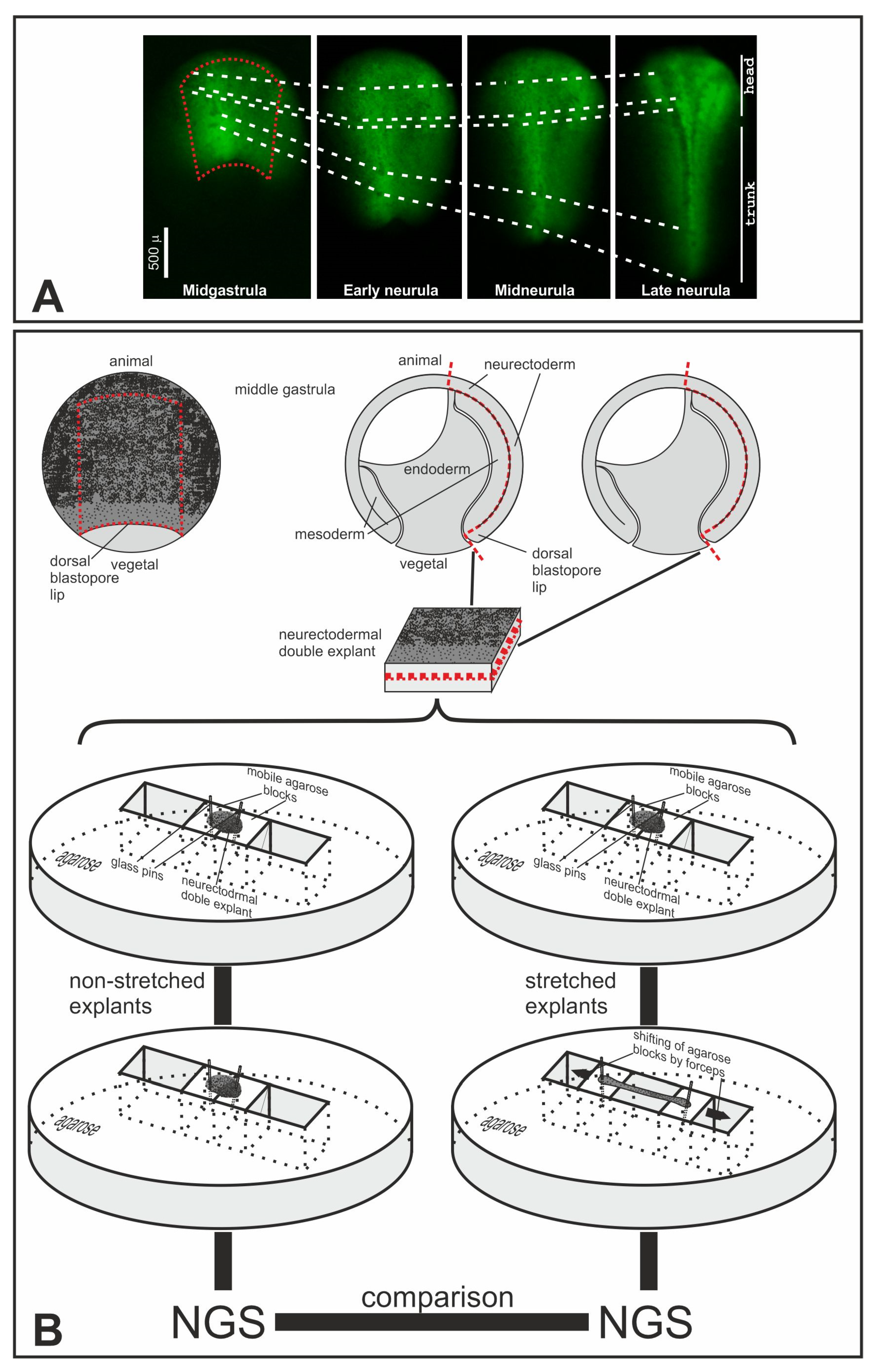 Ijms 25 00870 g003 Ijms 25 00870 g003