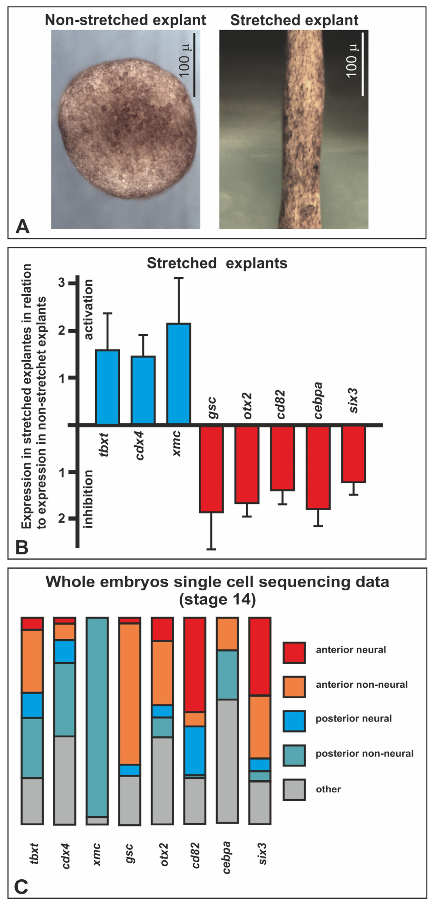 Ijms 25 00870 g004 Ijms 25 00870 g004