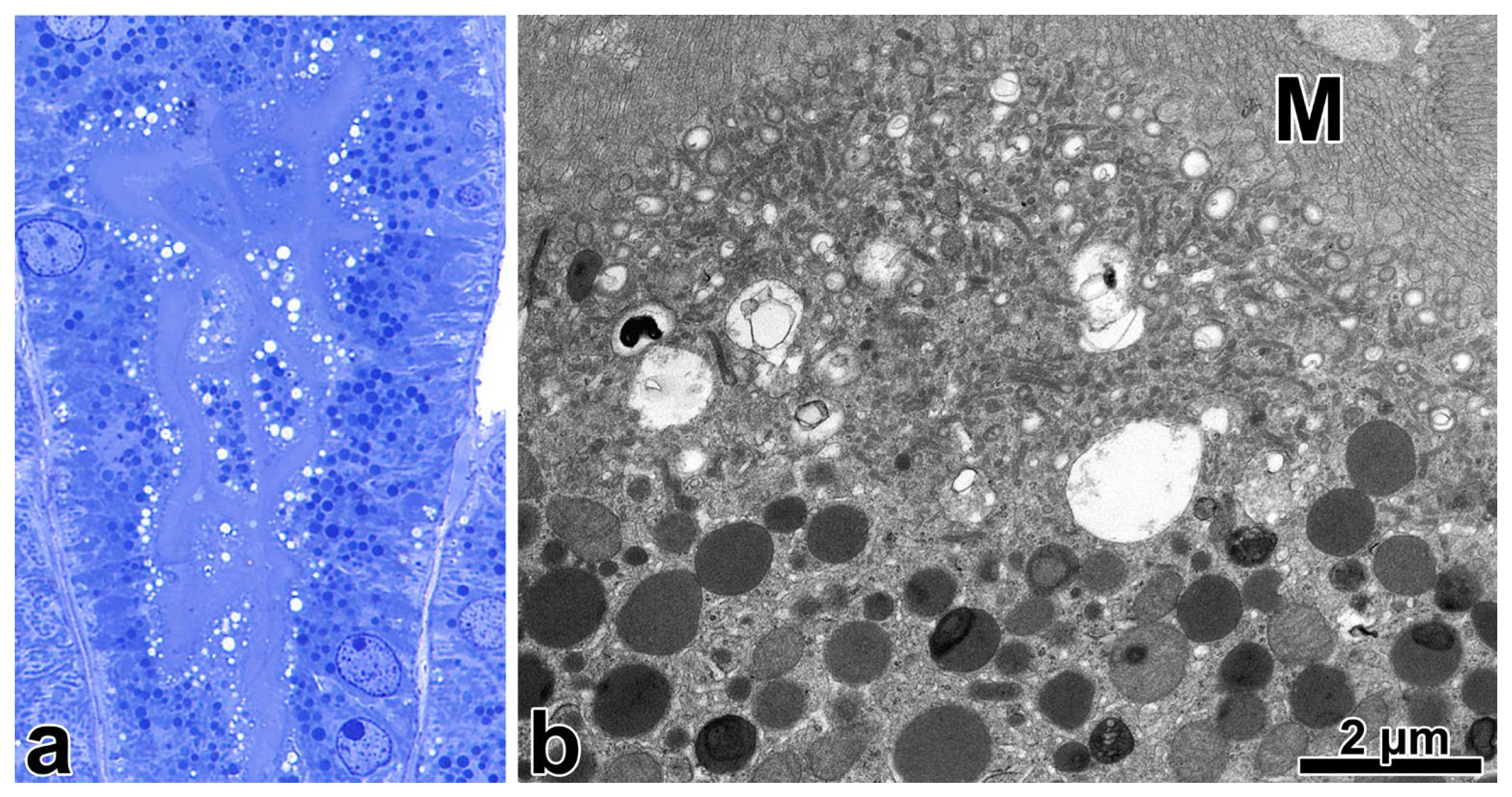 Ijms 25 00966 g001 Ijms 25 00966 g001