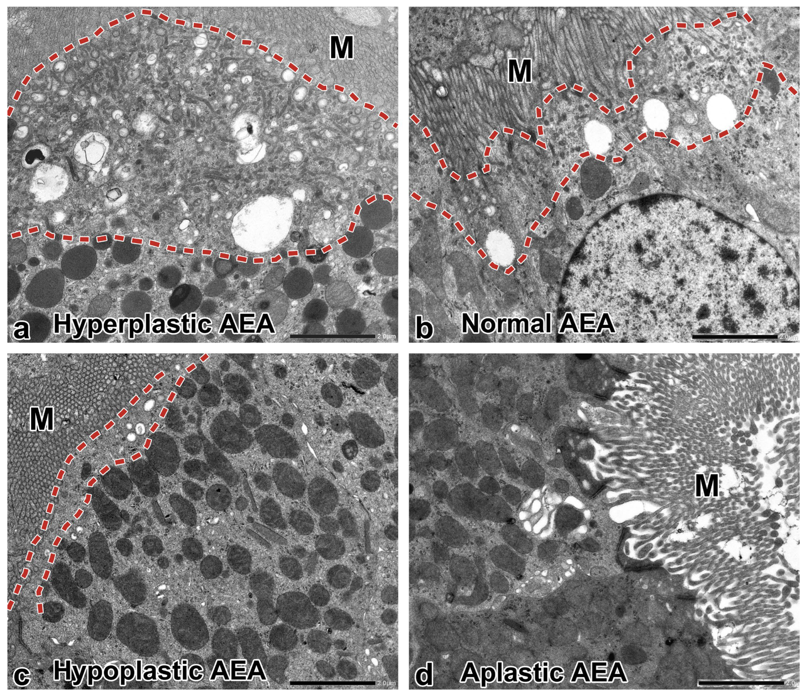 Ijms 25 00966 g005 Ijms 25 00966 g005