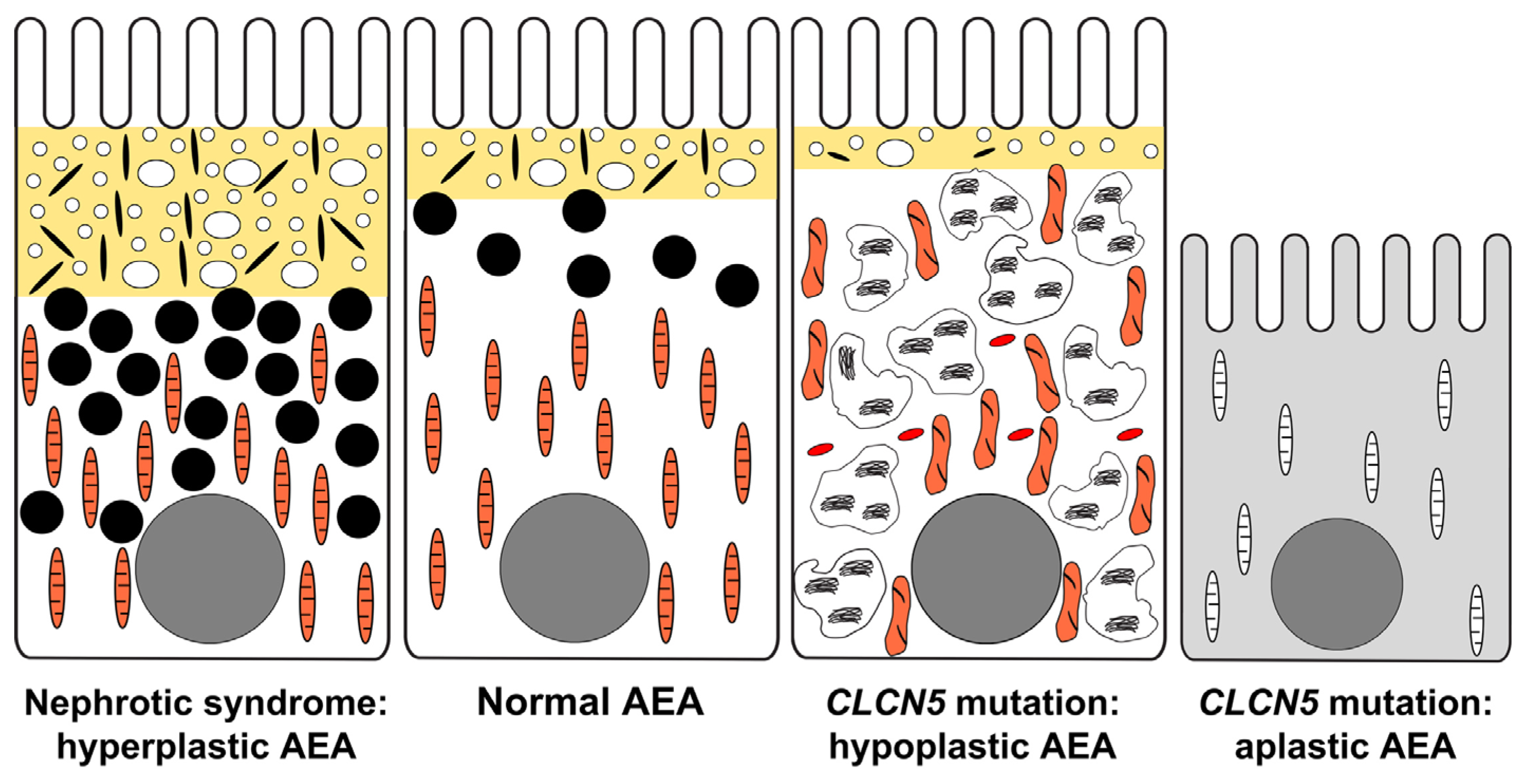 Ijms 25 00966 g006 Ijms 25 00966 g006