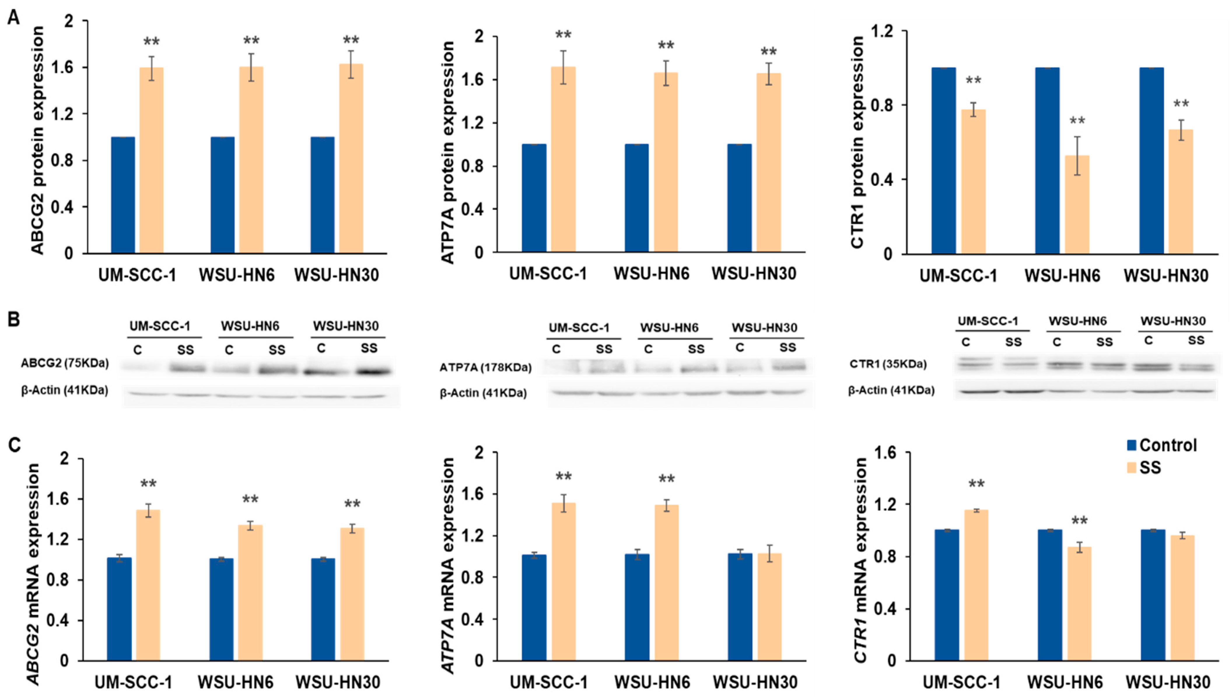 Ijms 25 01032 g009 Ijms 25 01032 g009