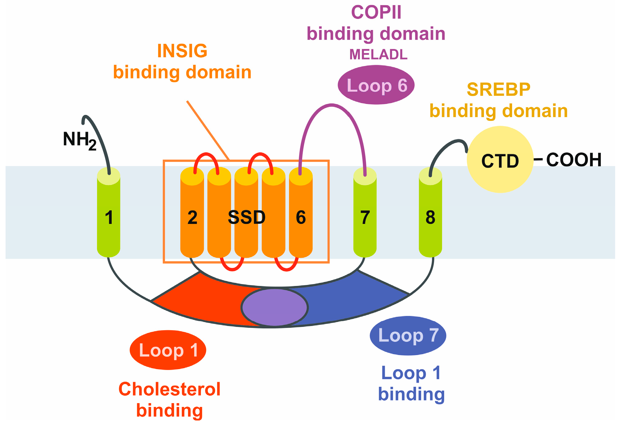 IJMS Free Full Text The Role of SCAP SREBP as Central