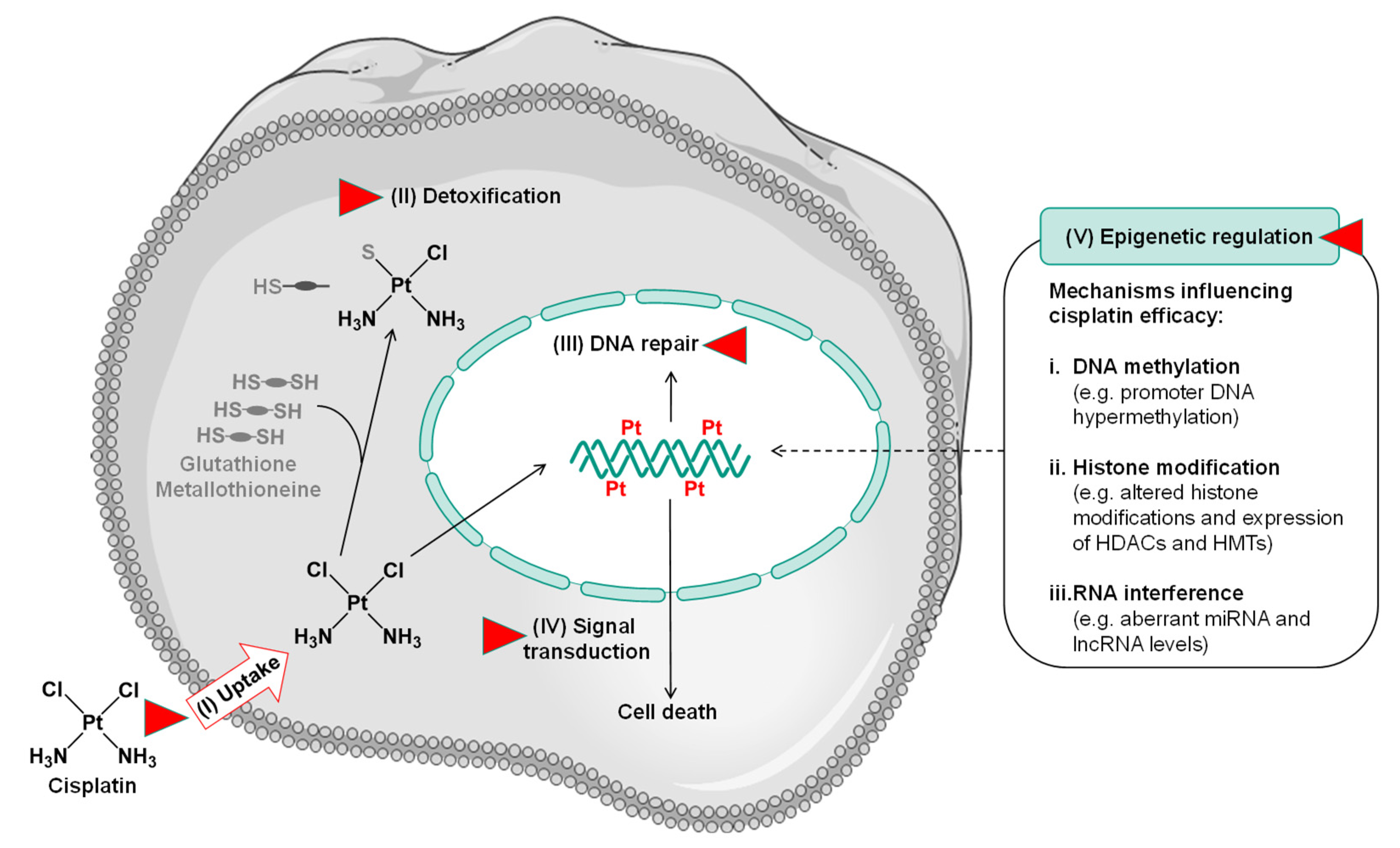 Ijms 25 01130 g002 Ijms 25 01130 g002