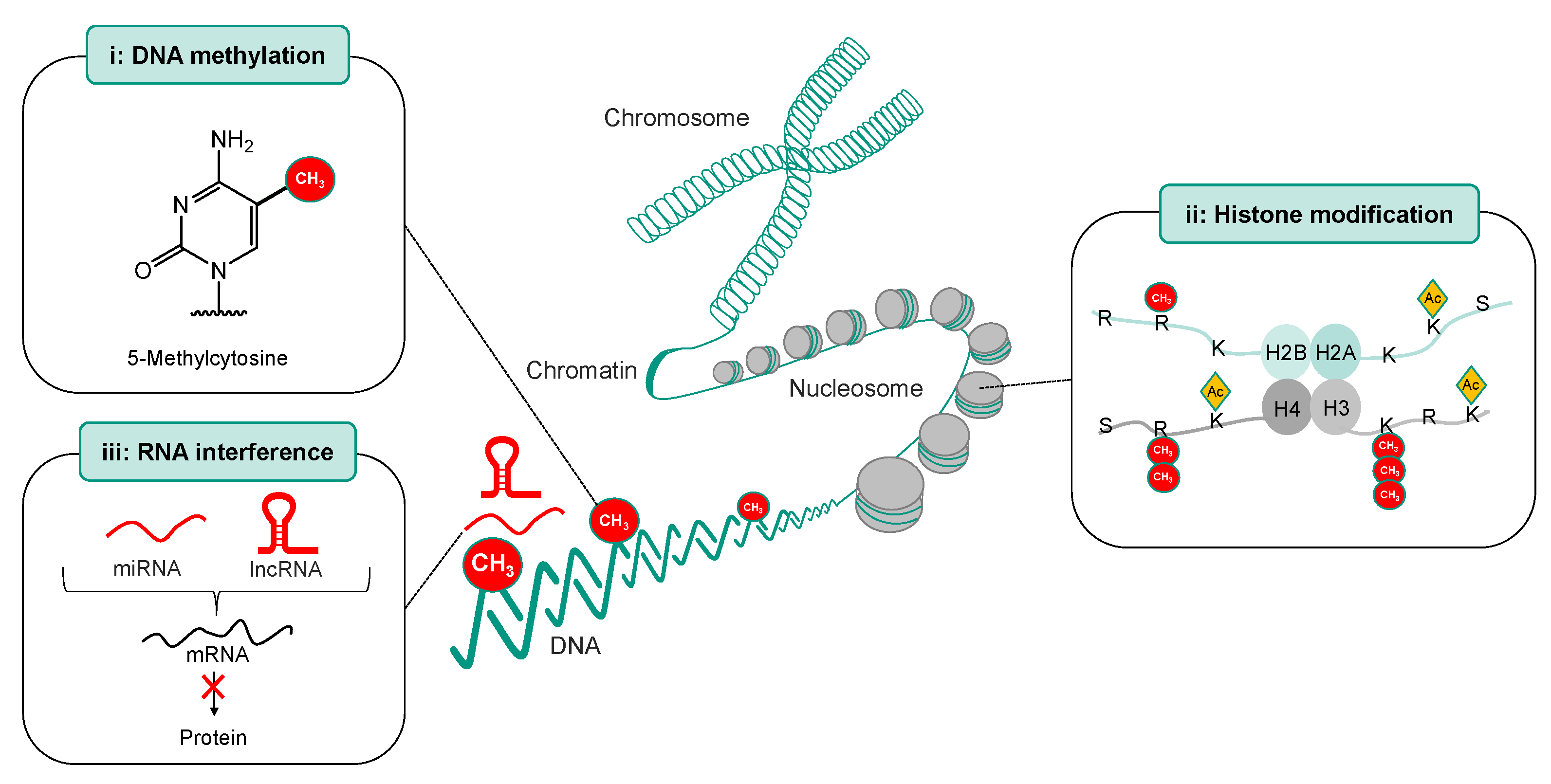 Ijms 25 01130 g003 Ijms 25 01130 g003