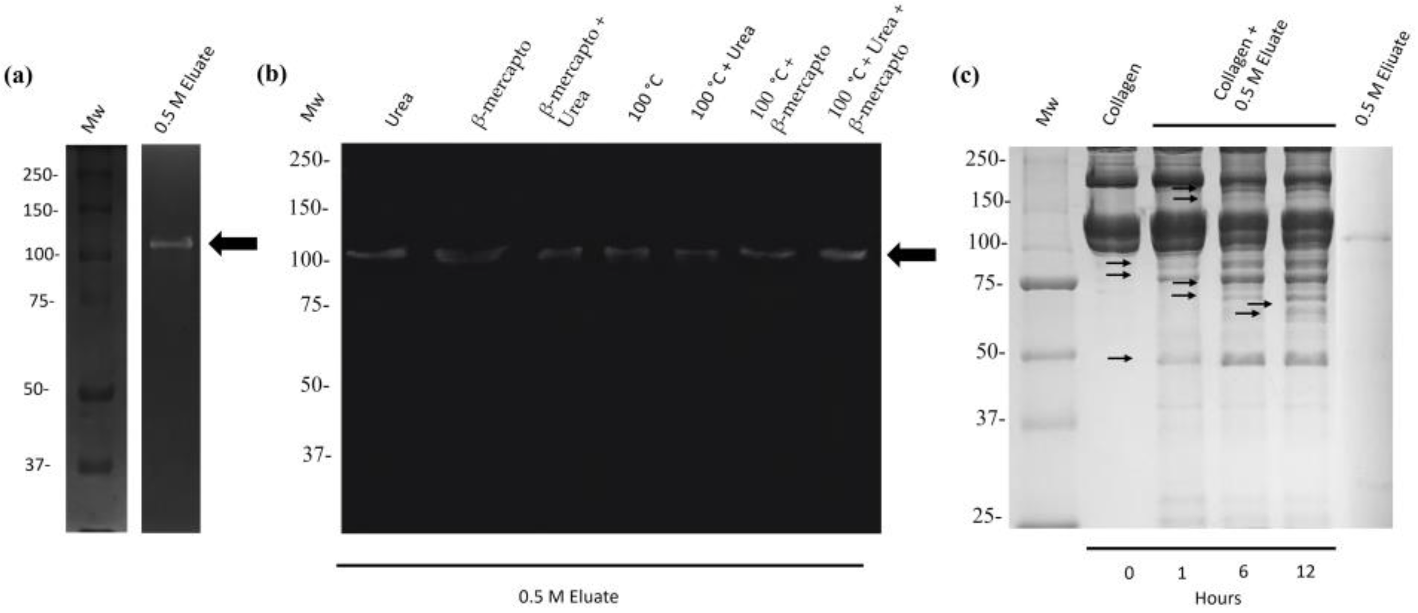 Ijms 25 01289 g004 Ijms 25 01289 g004