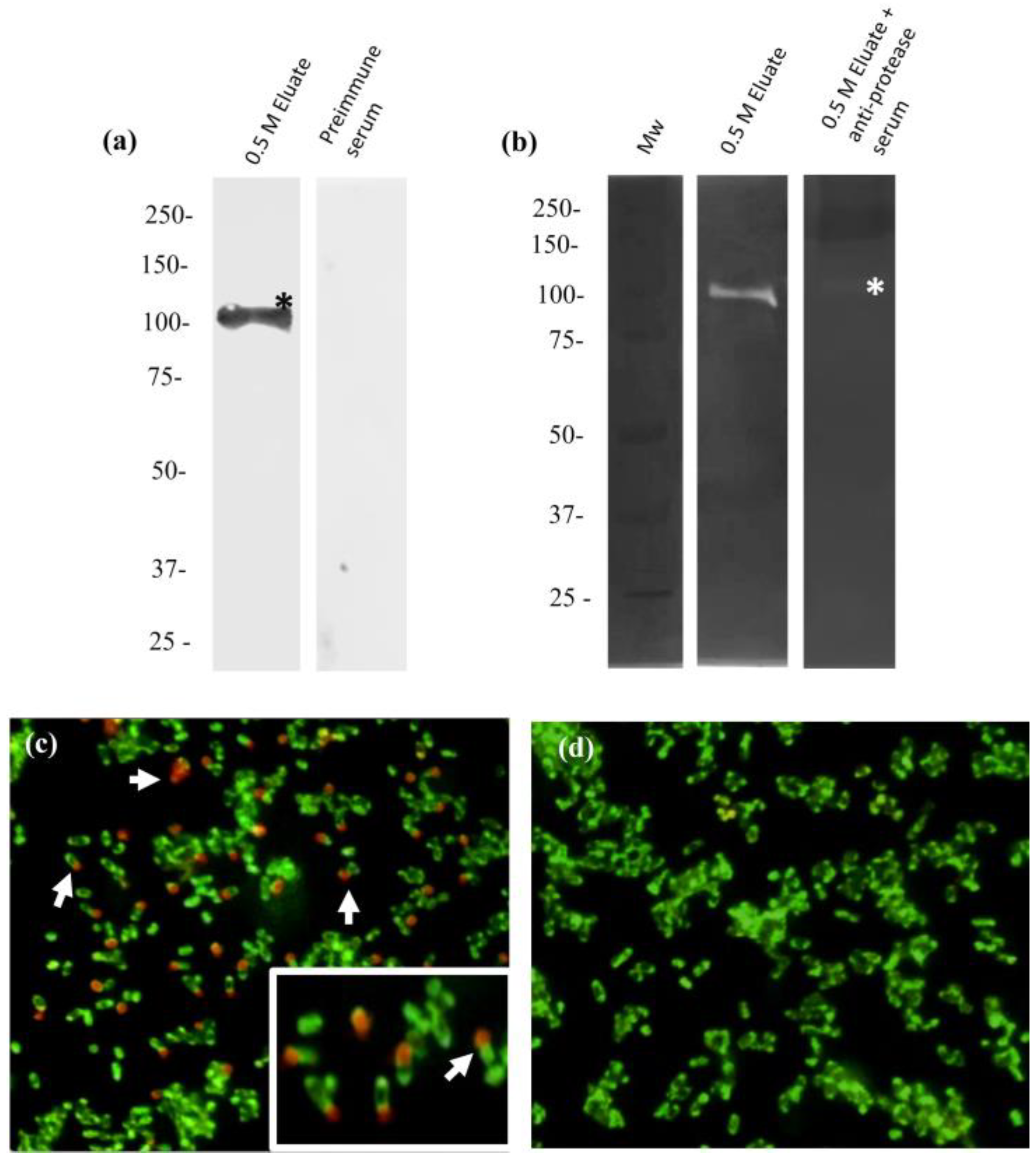 Ijms 25 01289 g007 Ijms 25 01289 g007