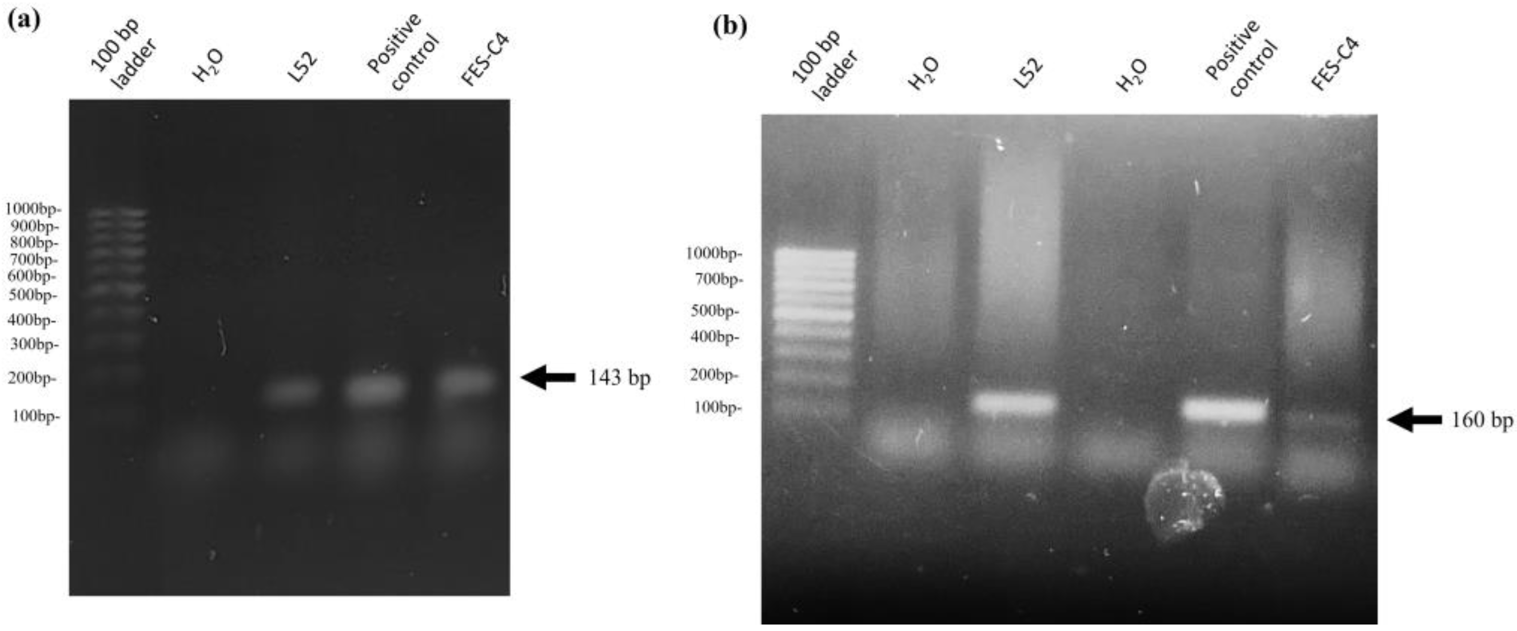 Ijms 25 01289 g008 Ijms 25 01289 g008