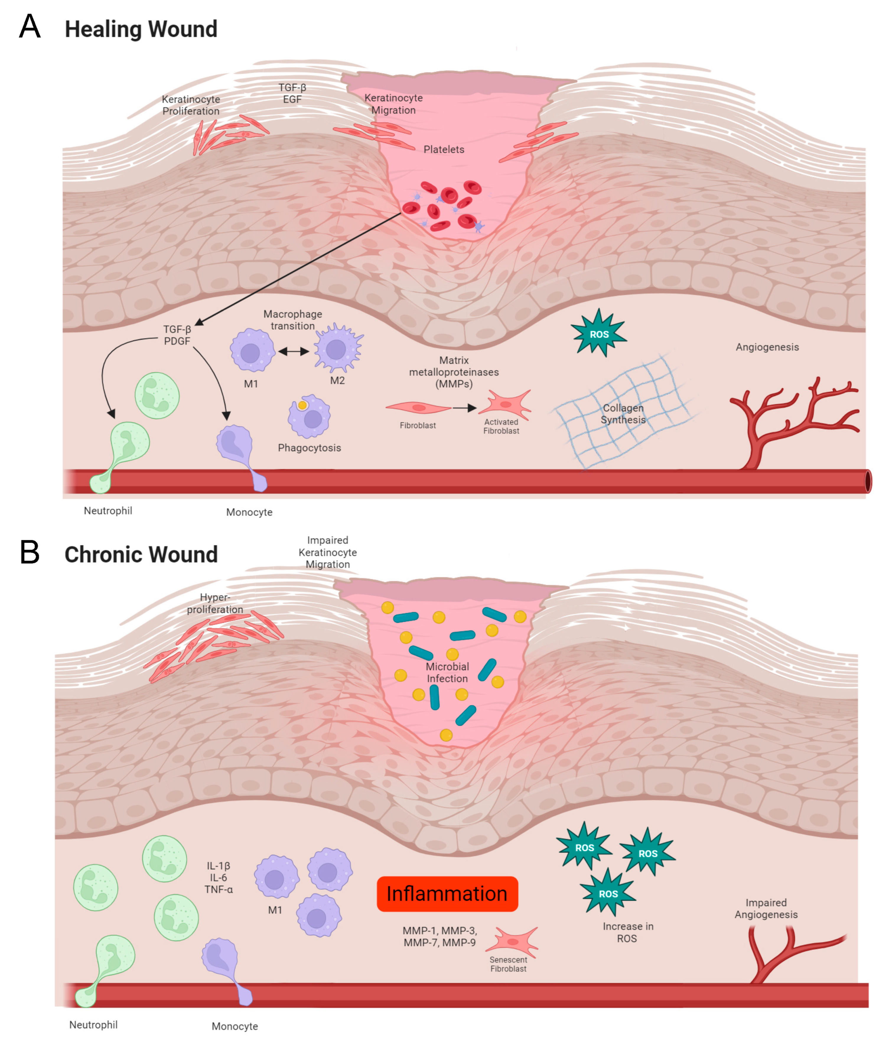 Ijms 25 01304 g001 Ijms 25 01304 g001