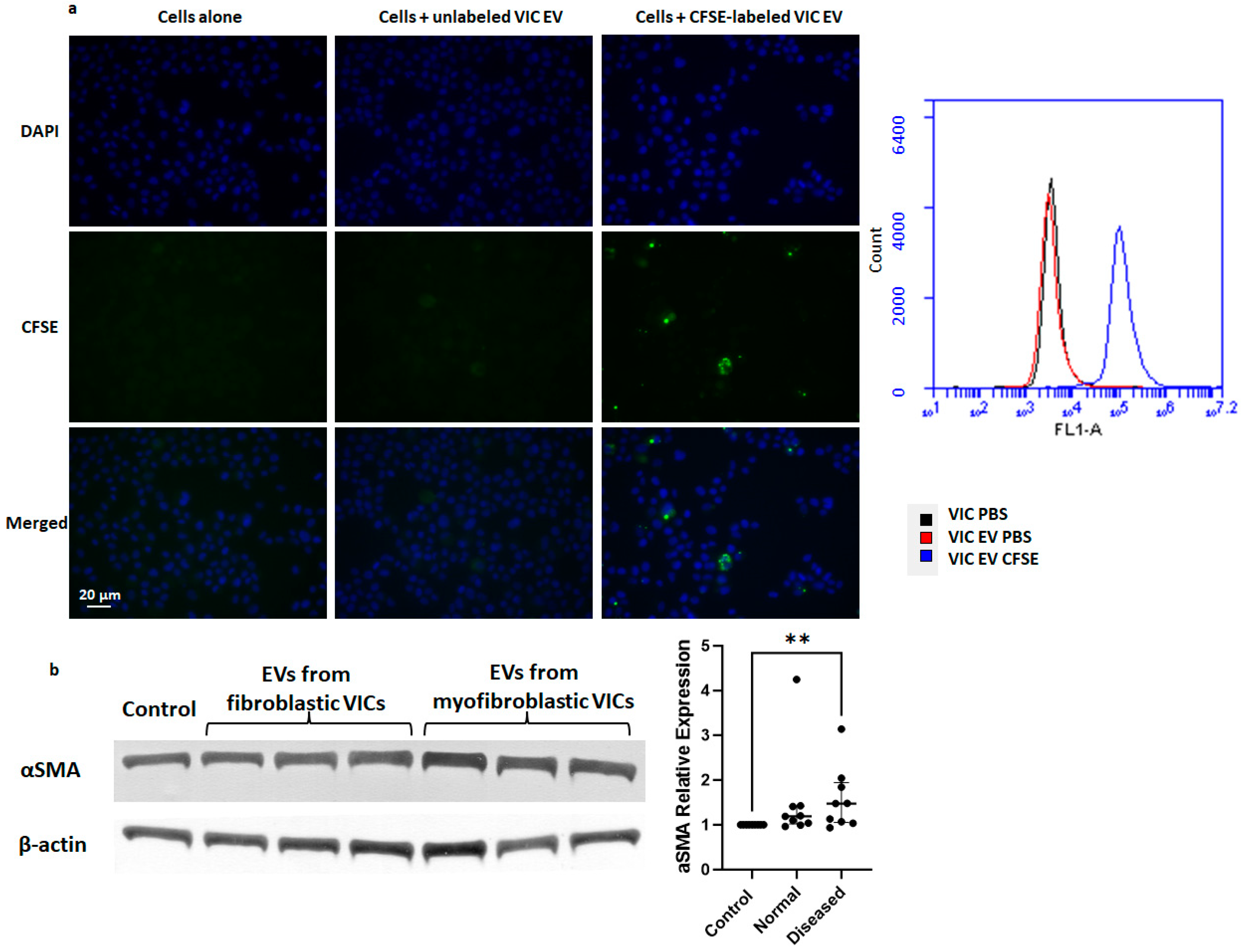 Ijms 25 01468 g006