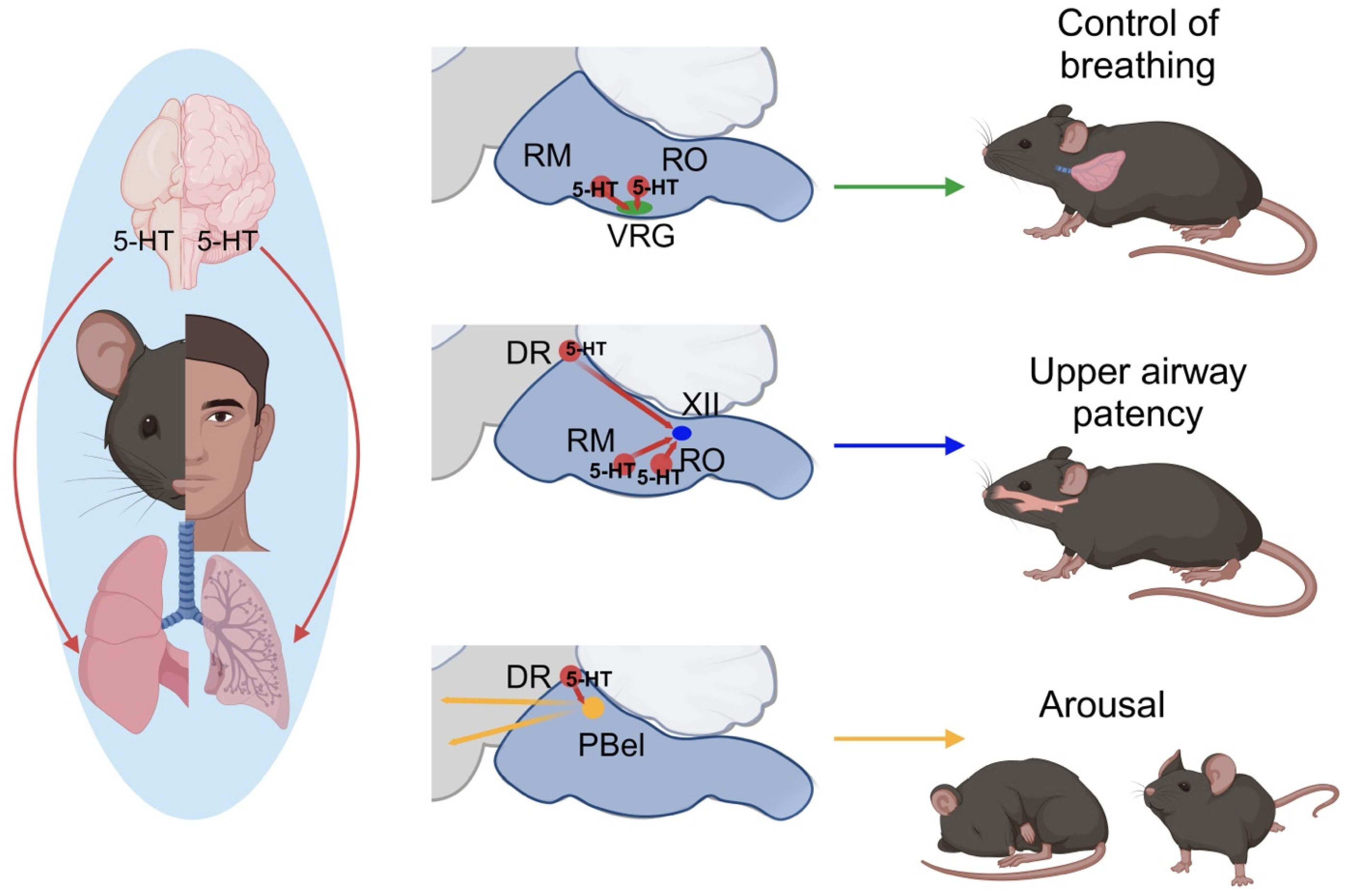 Ijms 25 01483 g002 Ijms 25 01483 g002