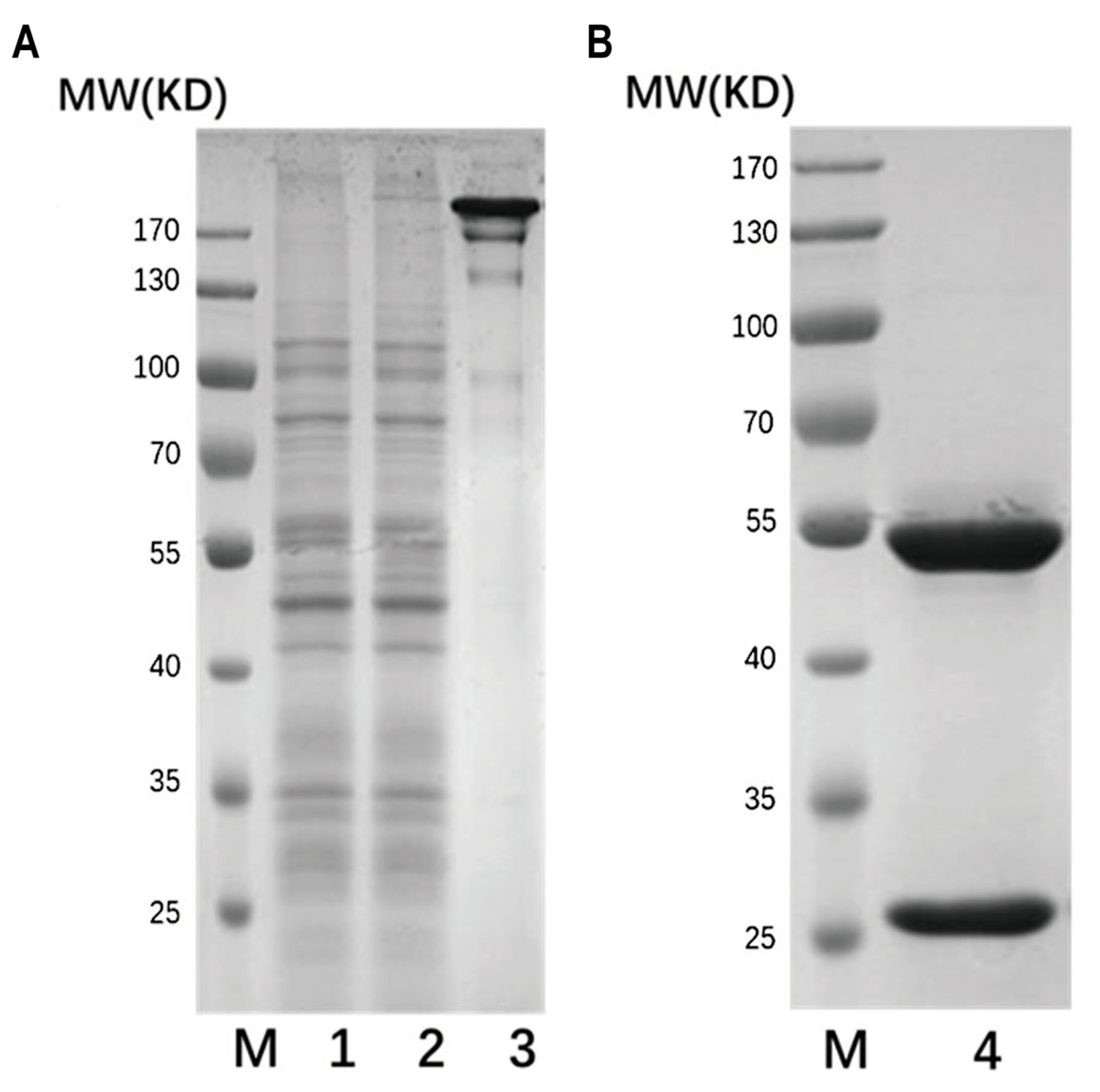 Ijms 25 01593 g003