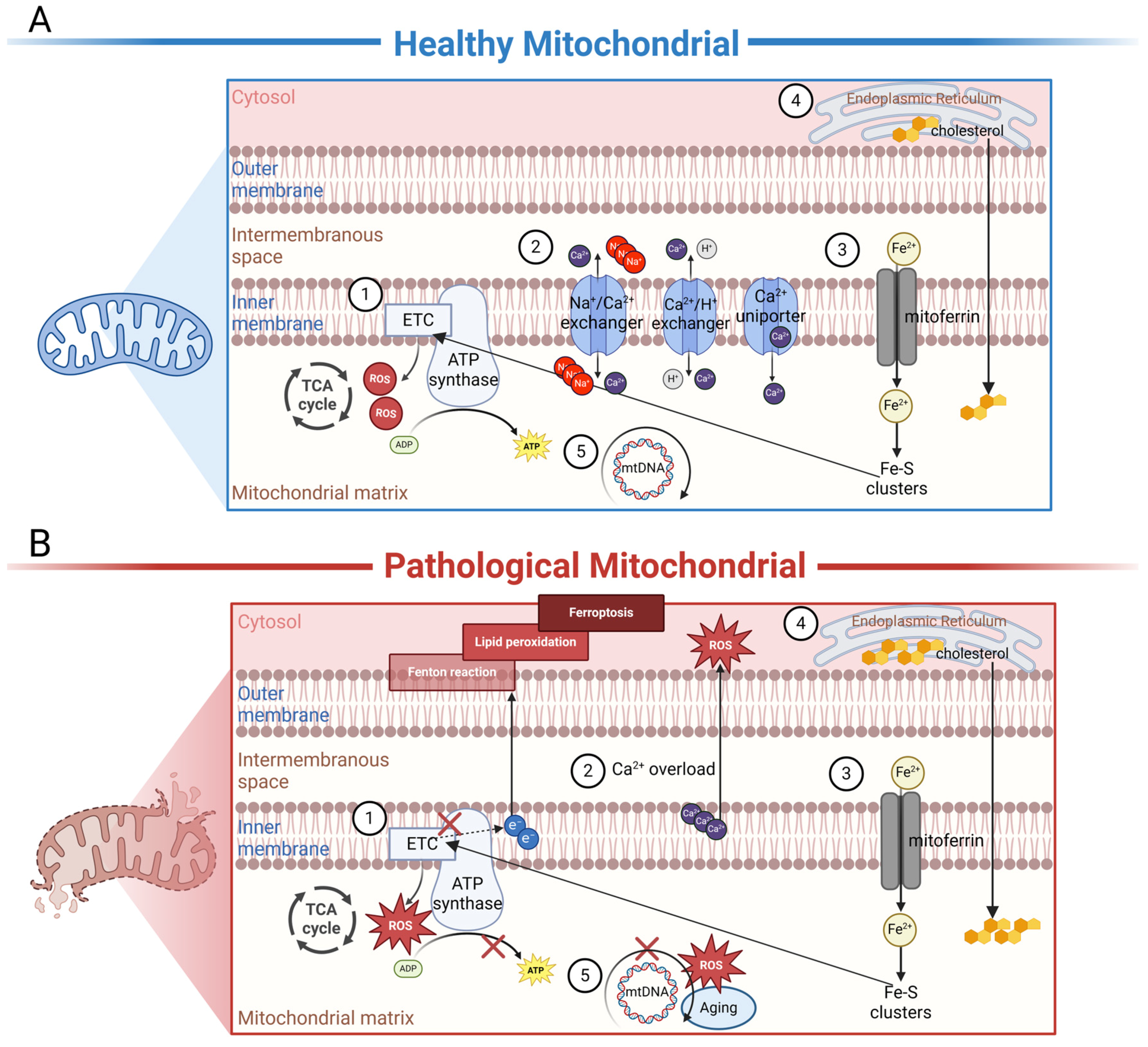Ijms 25 01624 g002 Ijms 25 01624 g002