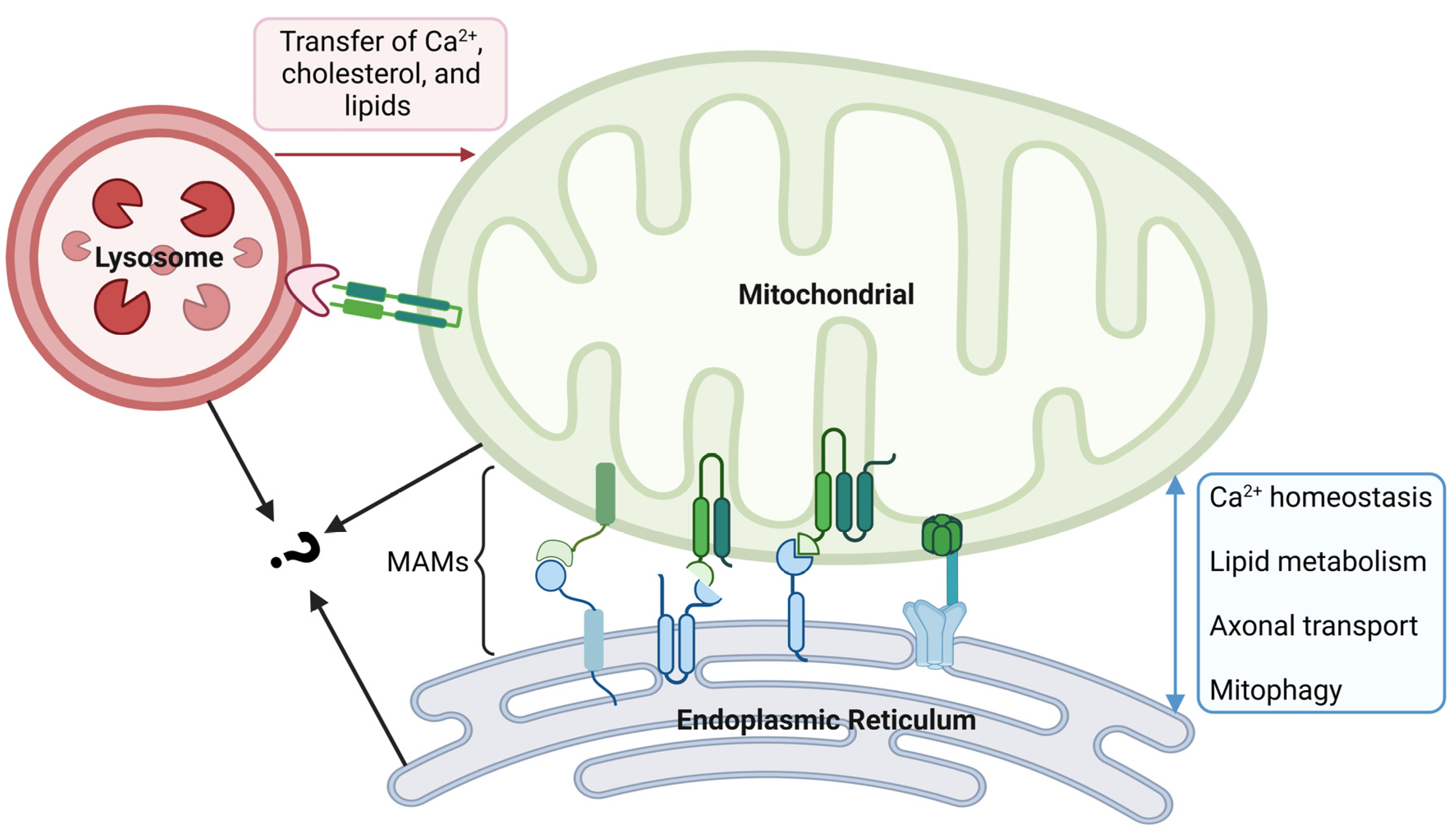 Ijms 25 01624 g003 Ijms 25 01624 g003