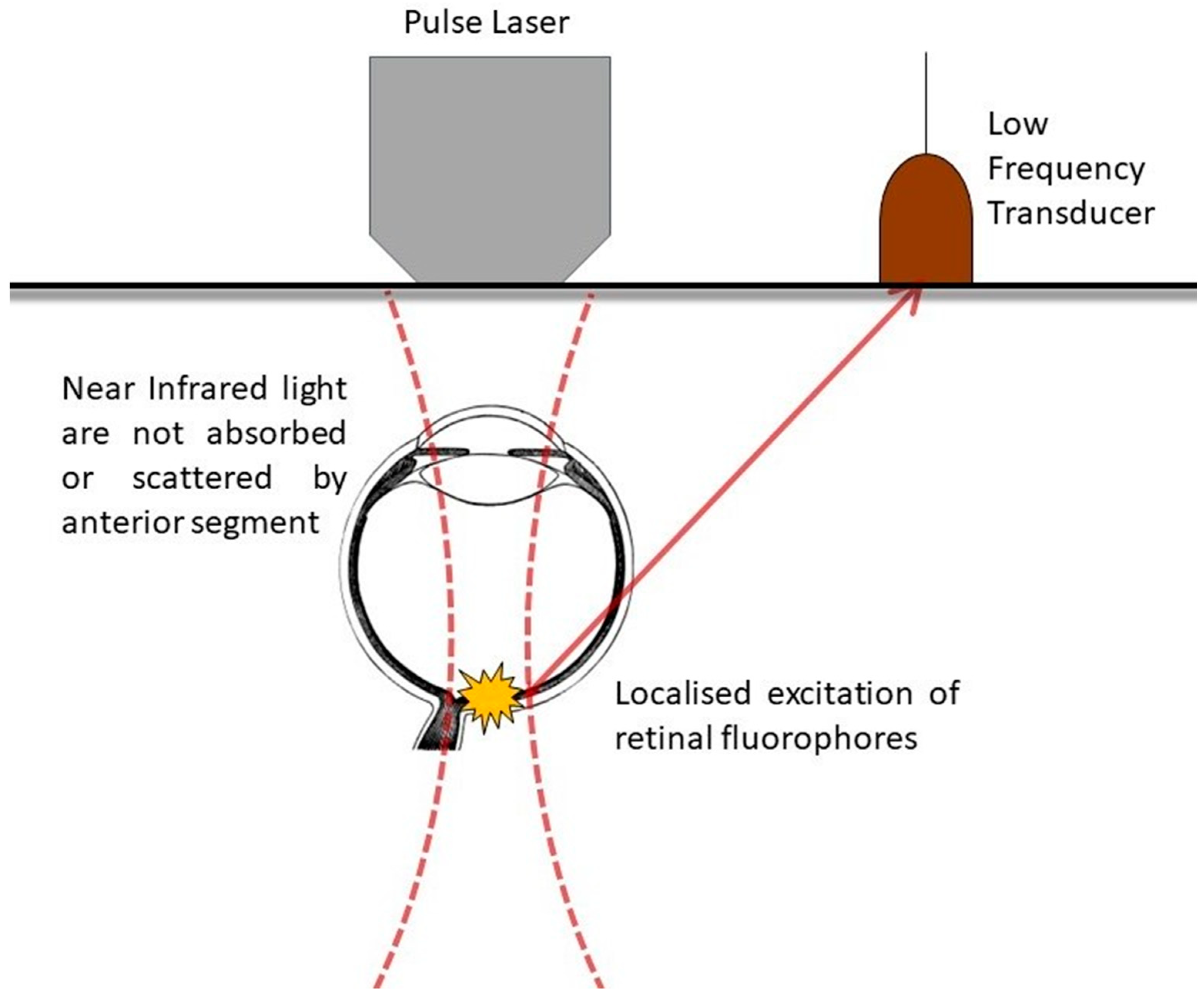 Ijms 25 01670 g001 Ijms 25 01670 g001