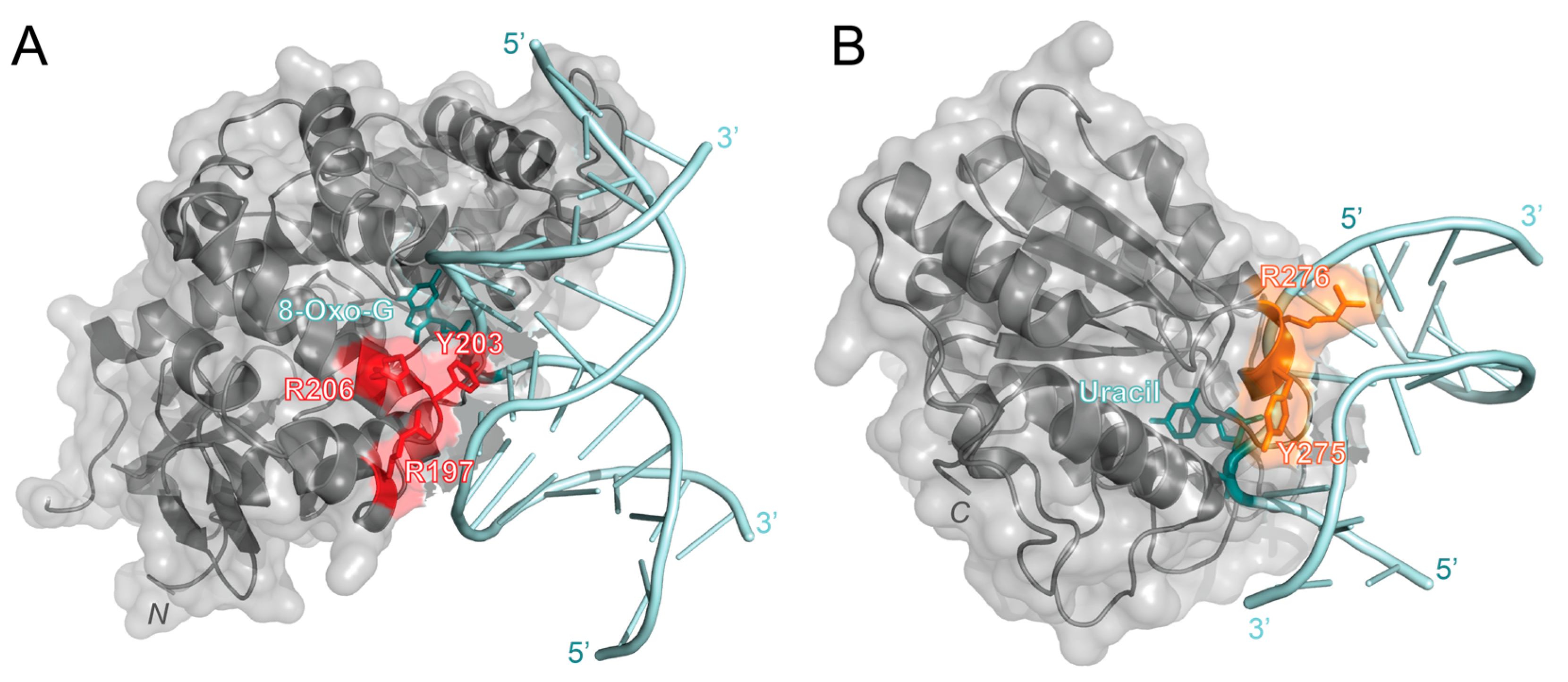 Ijms 25 01676 g003