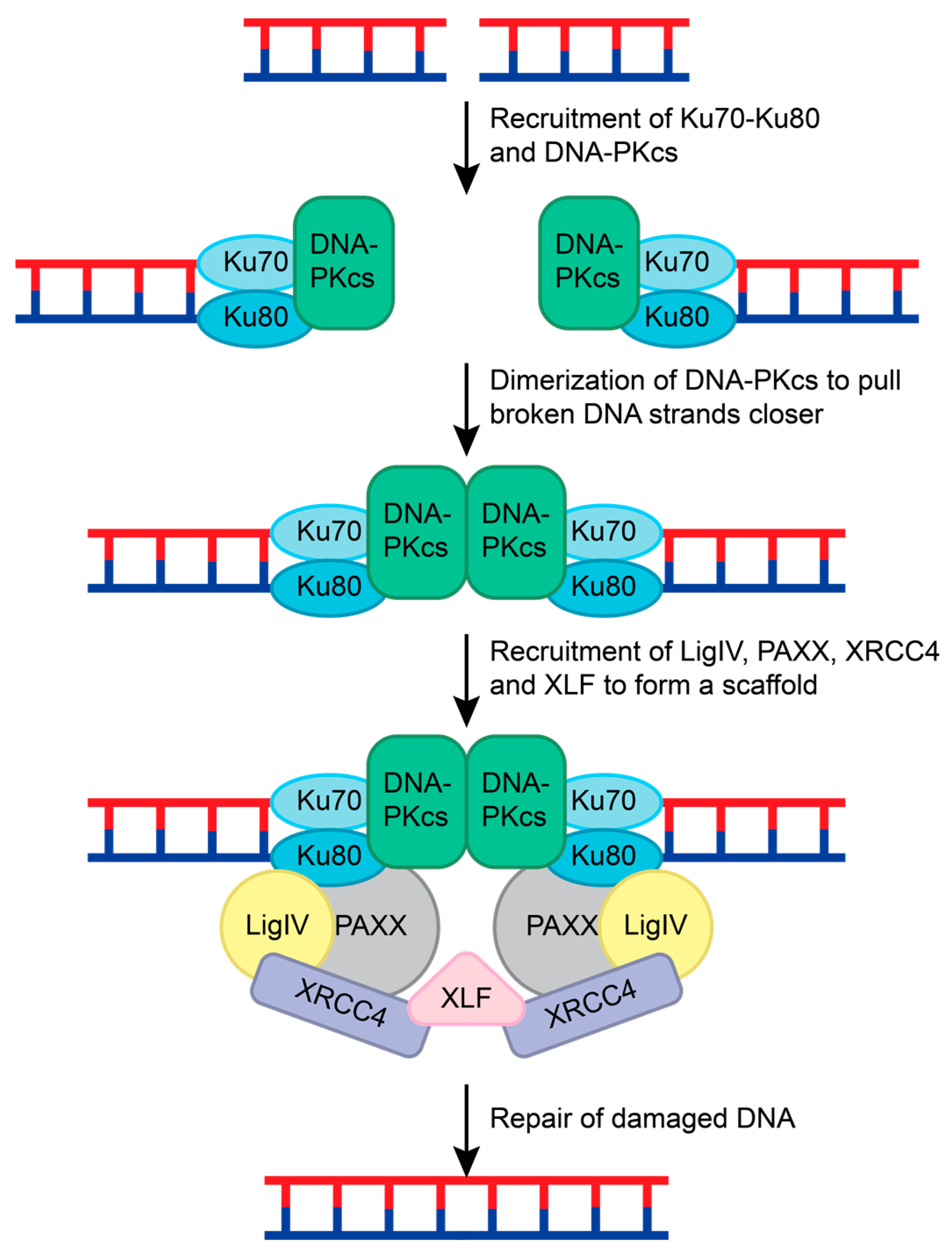 Ijms 25 01676 g007