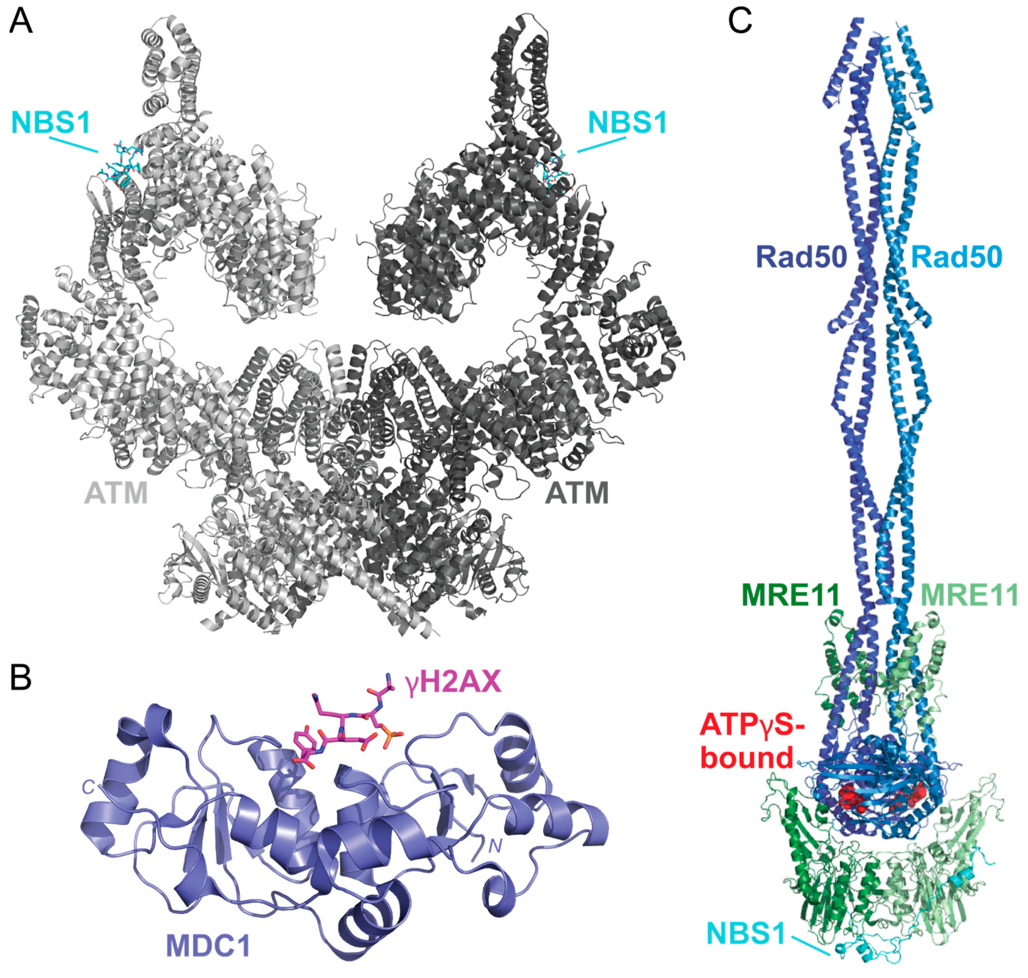 Ijms 25 01676 g009