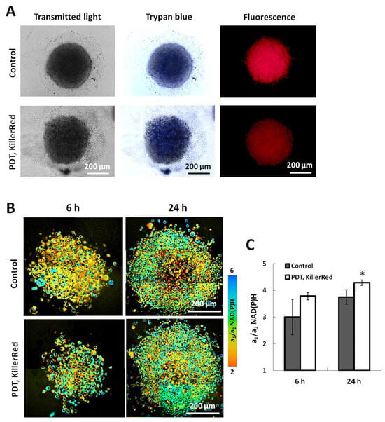 IJMS | Free Full-Text | Effects Of Photodynamic Therapy On Tumor ...