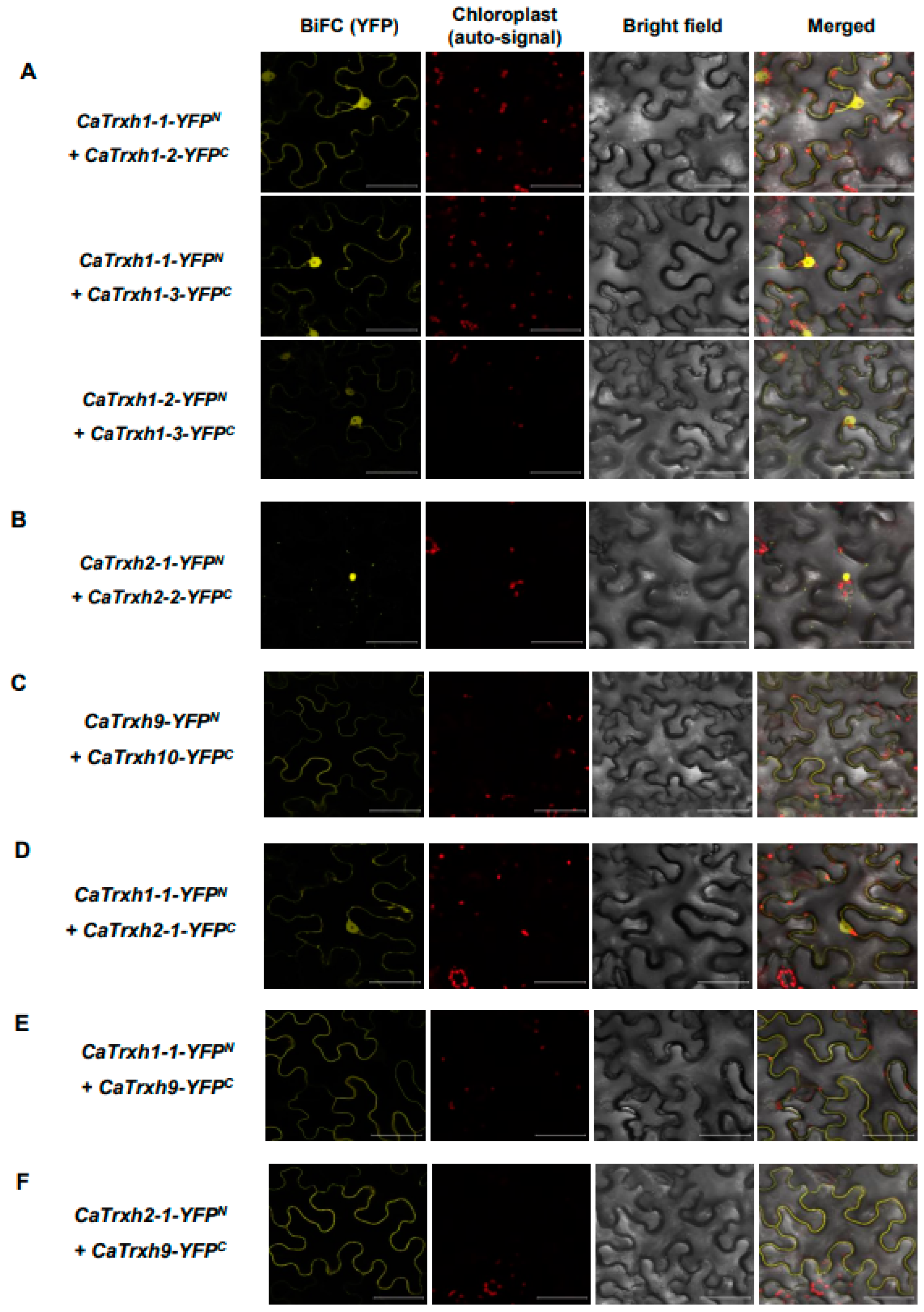 Ijms 25 01729 g008