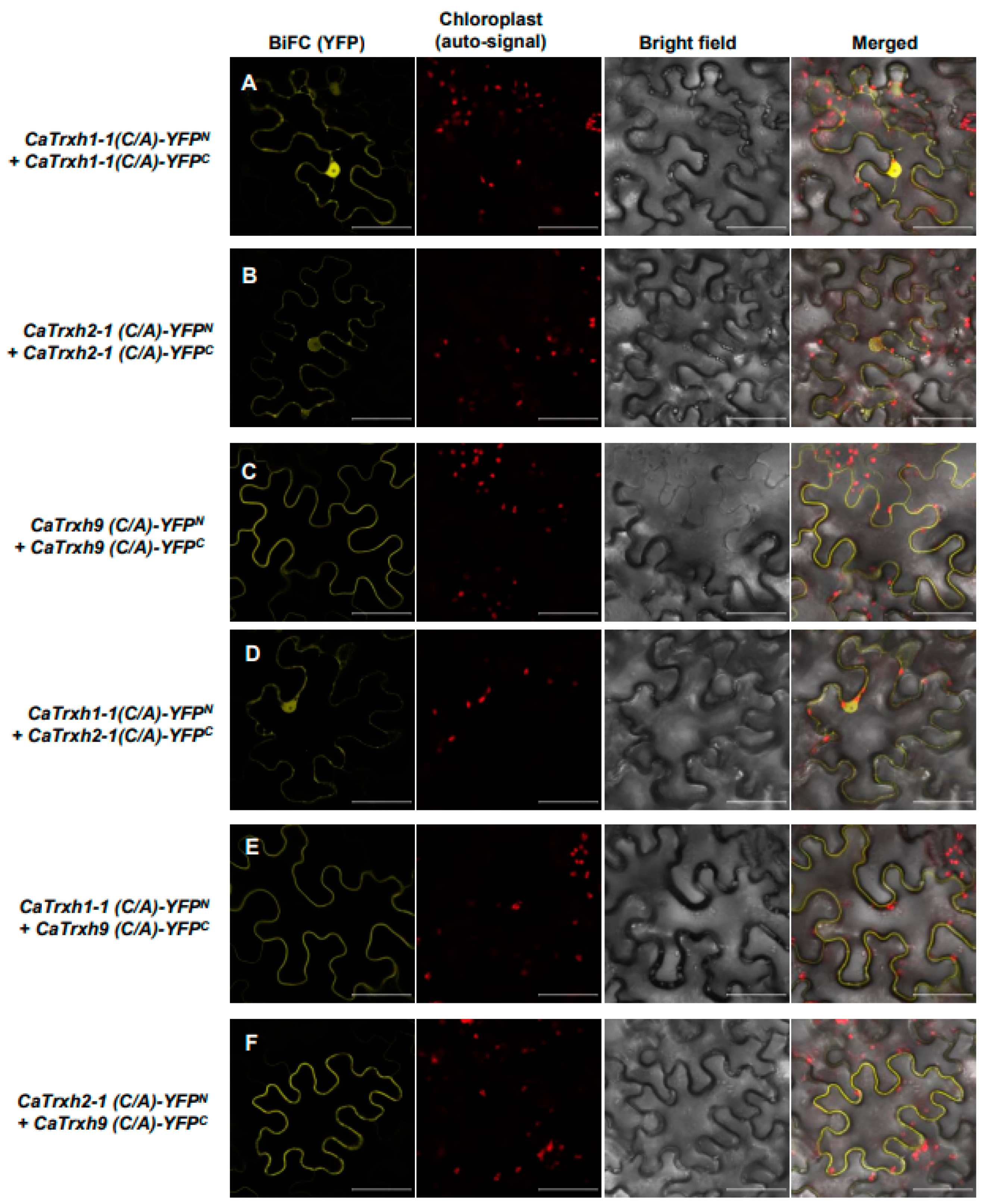 Ijms 25 01729 g009