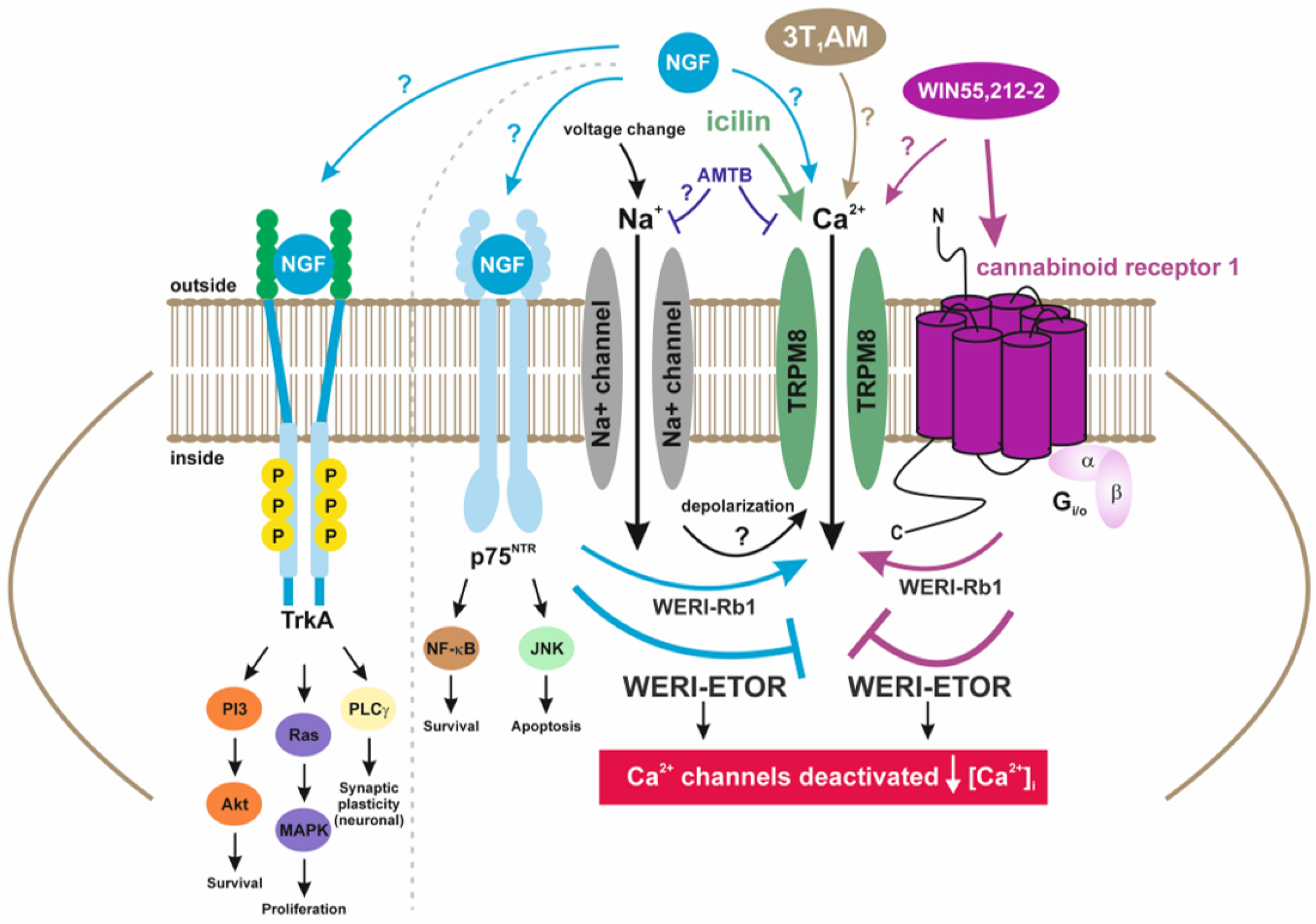 Ijms 25 01733 g006 Ijms 25 01733 g006