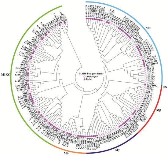 IJMS | Free Full-Text | Genome-Wide Characterization and 