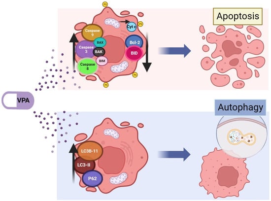 IJMS | Free Full-Text | Mechanistic Insights about Sorafenib 