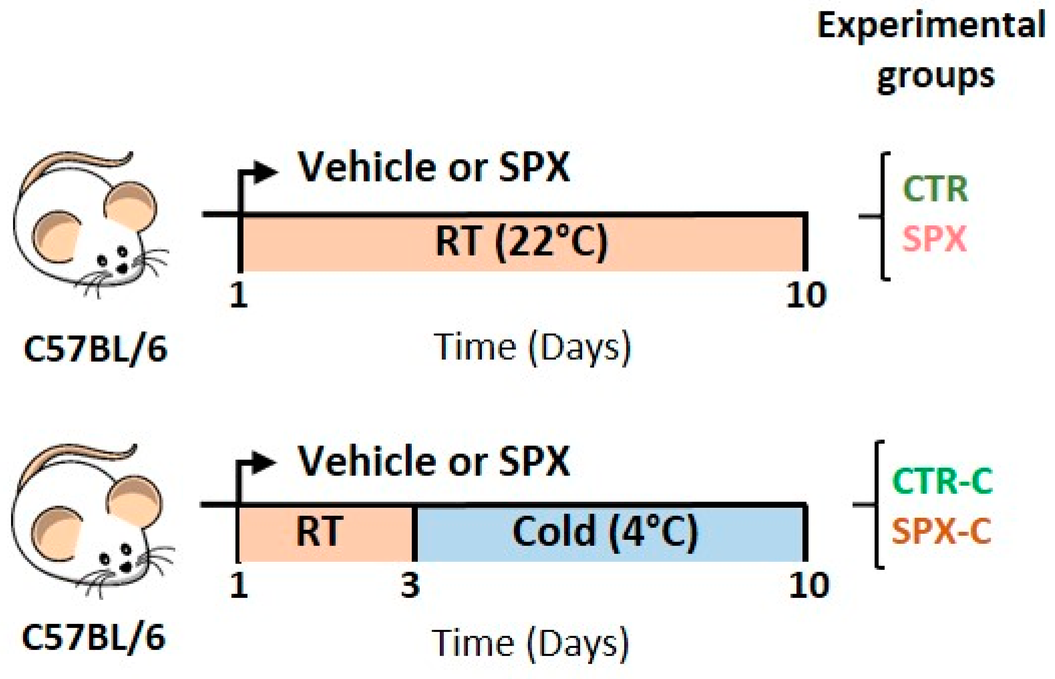 Role of Spexin in White Adipose Tissue Thermogenesis under Basal and  Cold-Stimulated Conditions