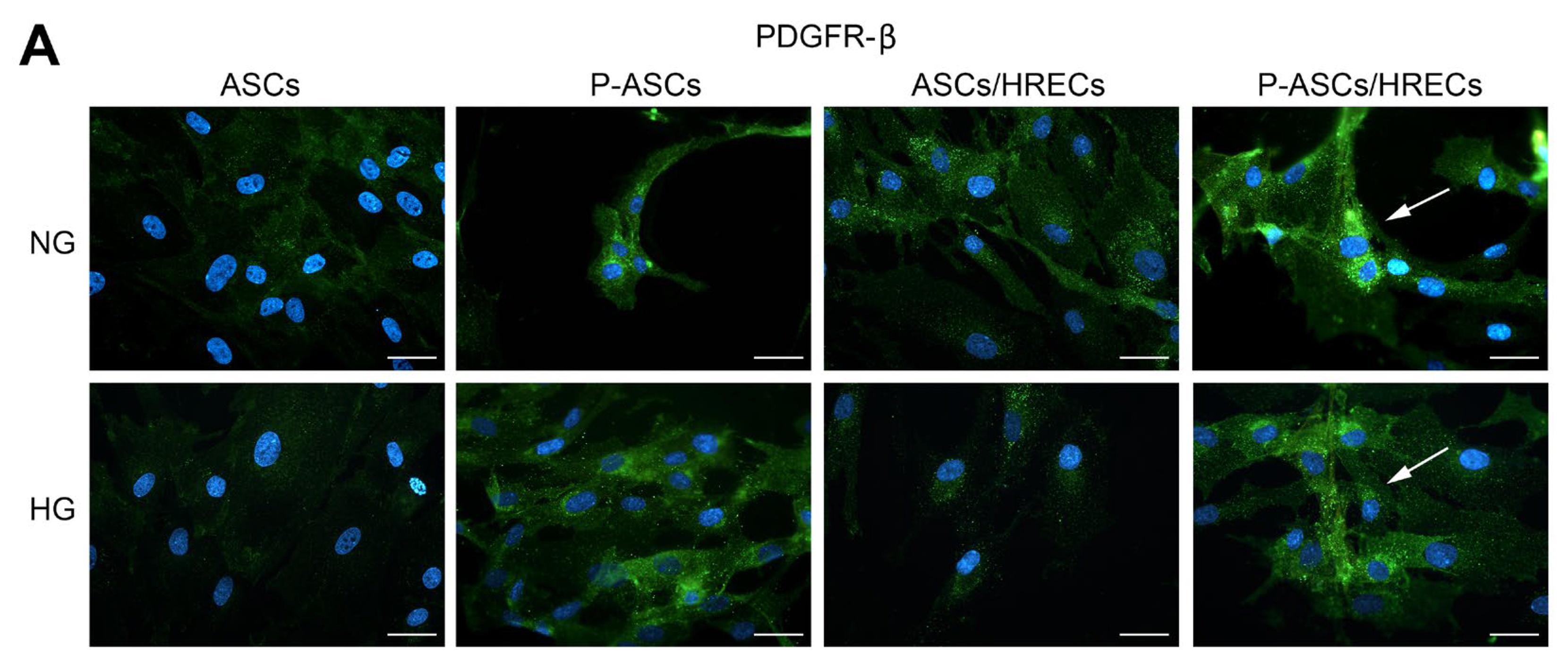 Ijms 25 01774 g002a Ijms 25 01774 g002a