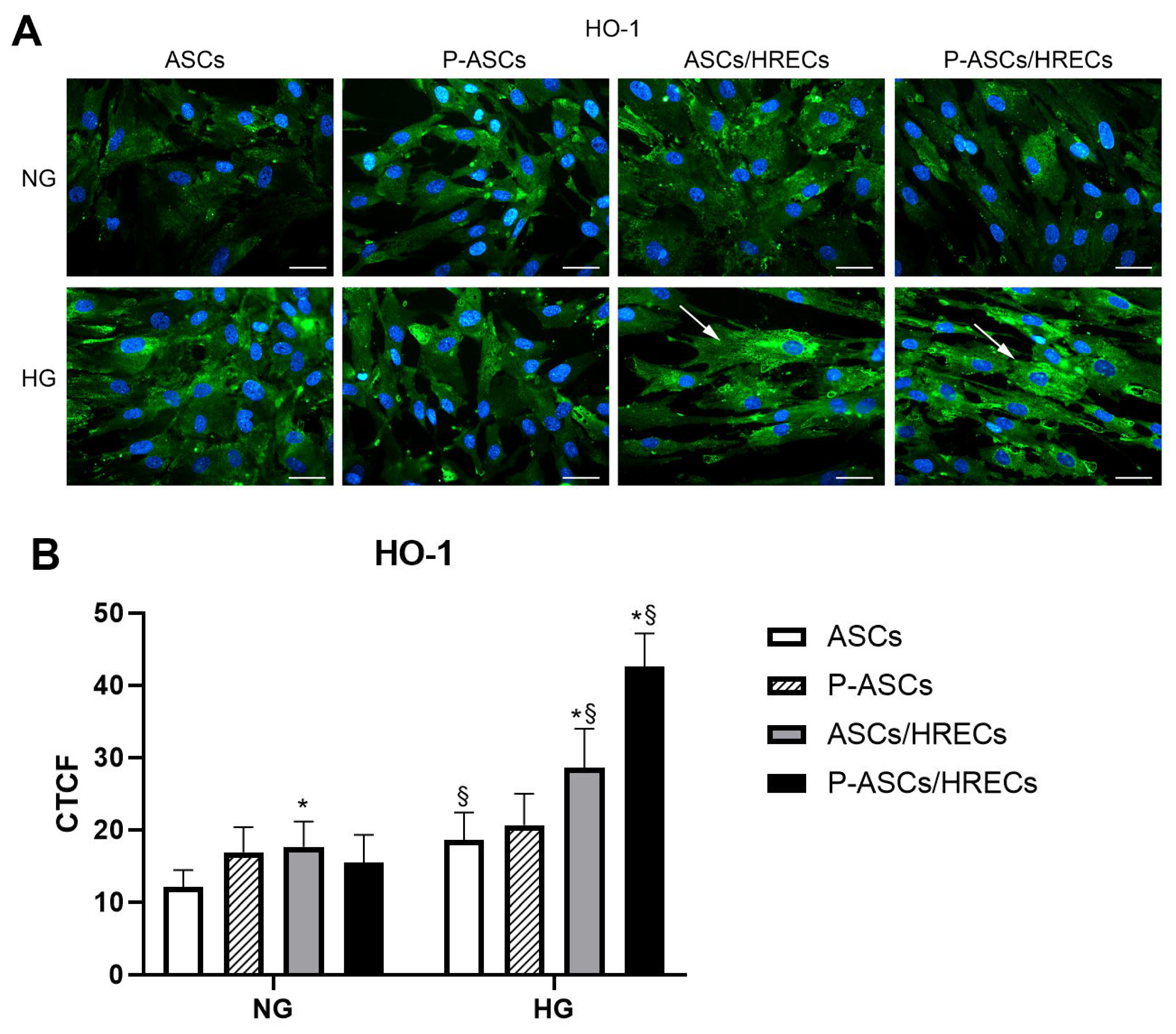 Ijms 25 01774 g005 Ijms 25 01774 g005